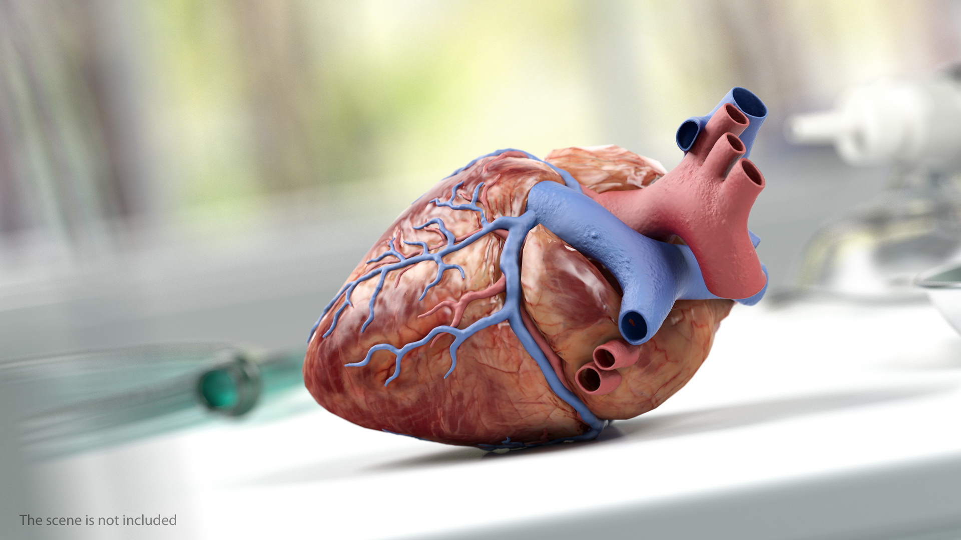 Human Heart Model 3D