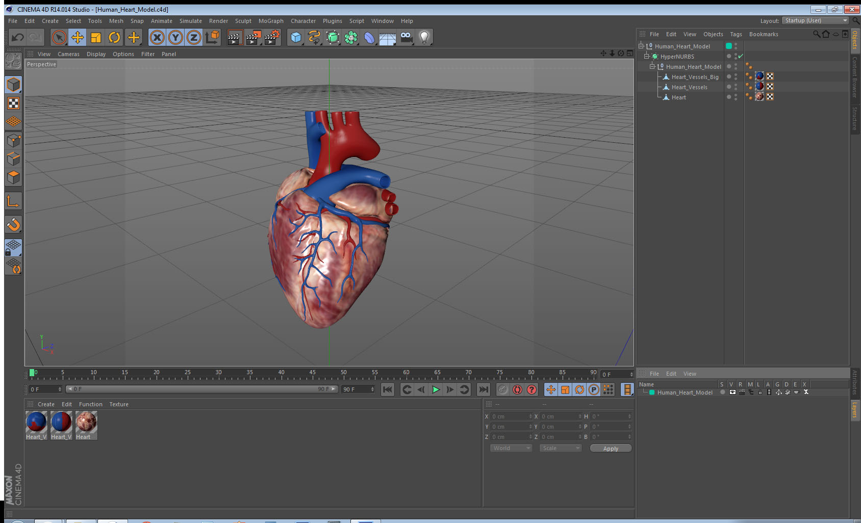 Human Heart Model 3D