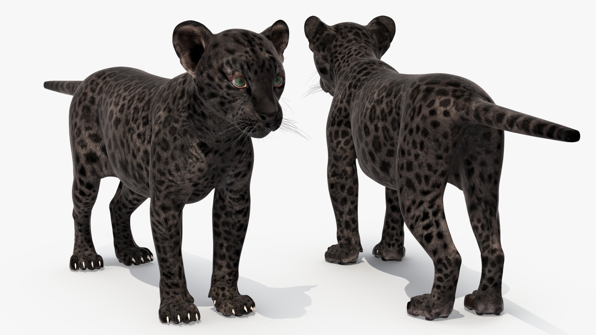 3D Black Leopard Cub Standing Pose