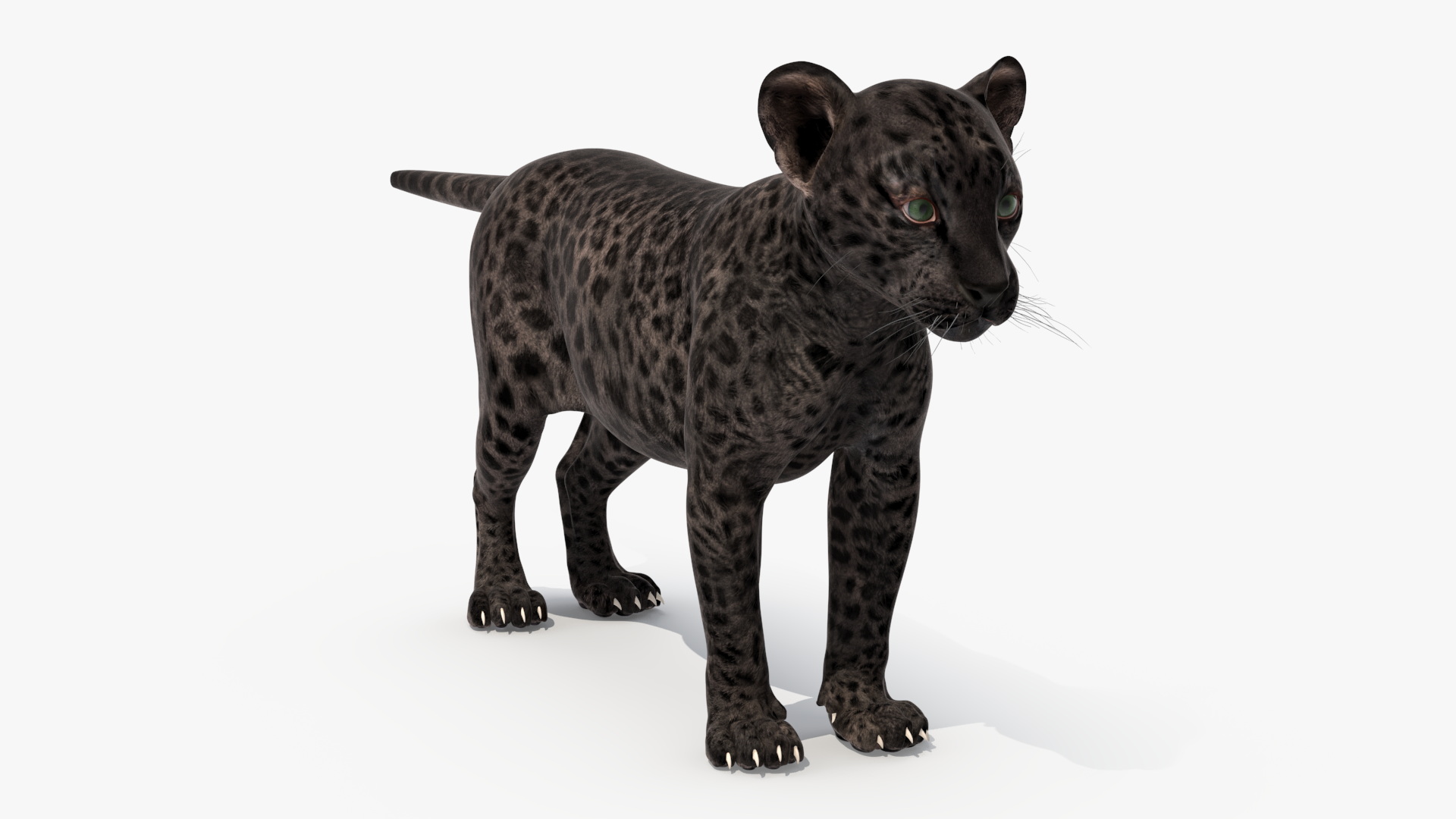 3D Black Leopard Cub Standing Pose