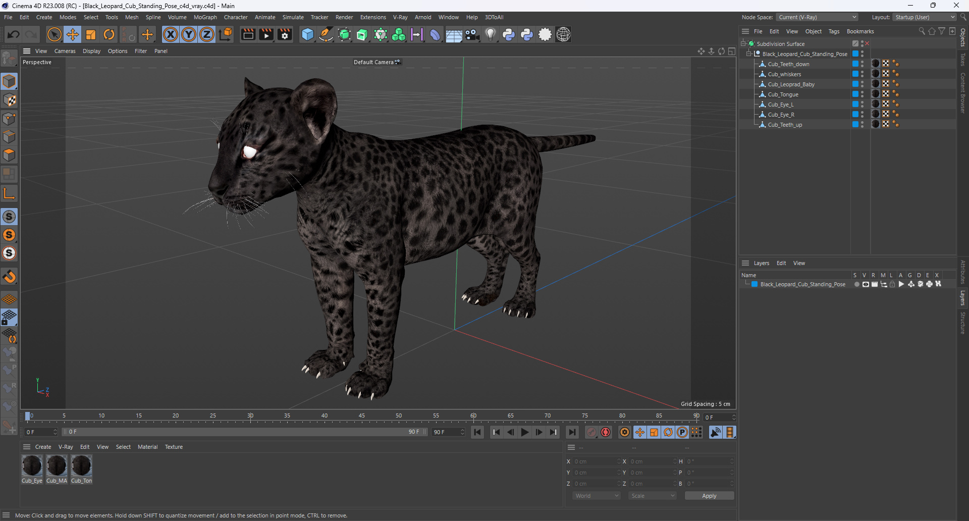 3D Black Leopard Cub Standing Pose