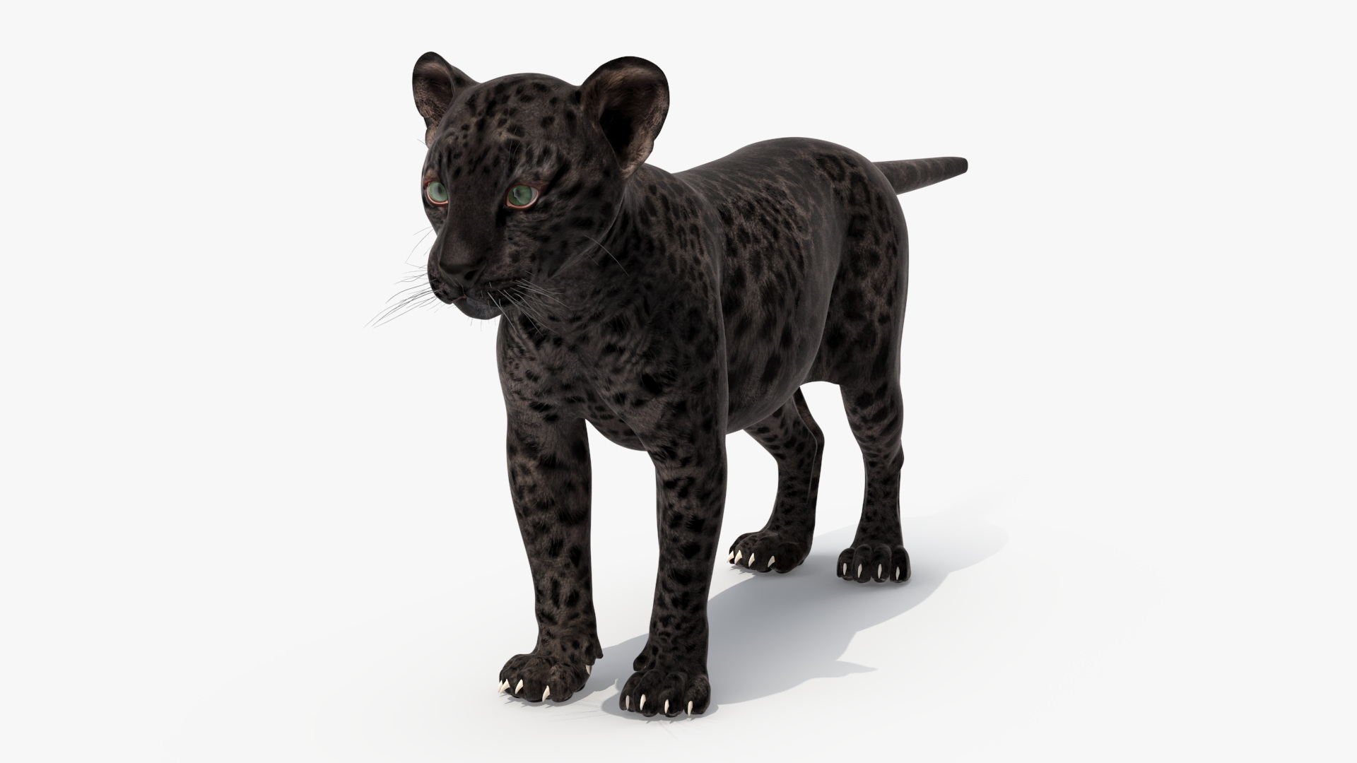 3D Black Leopard Cub Standing Pose