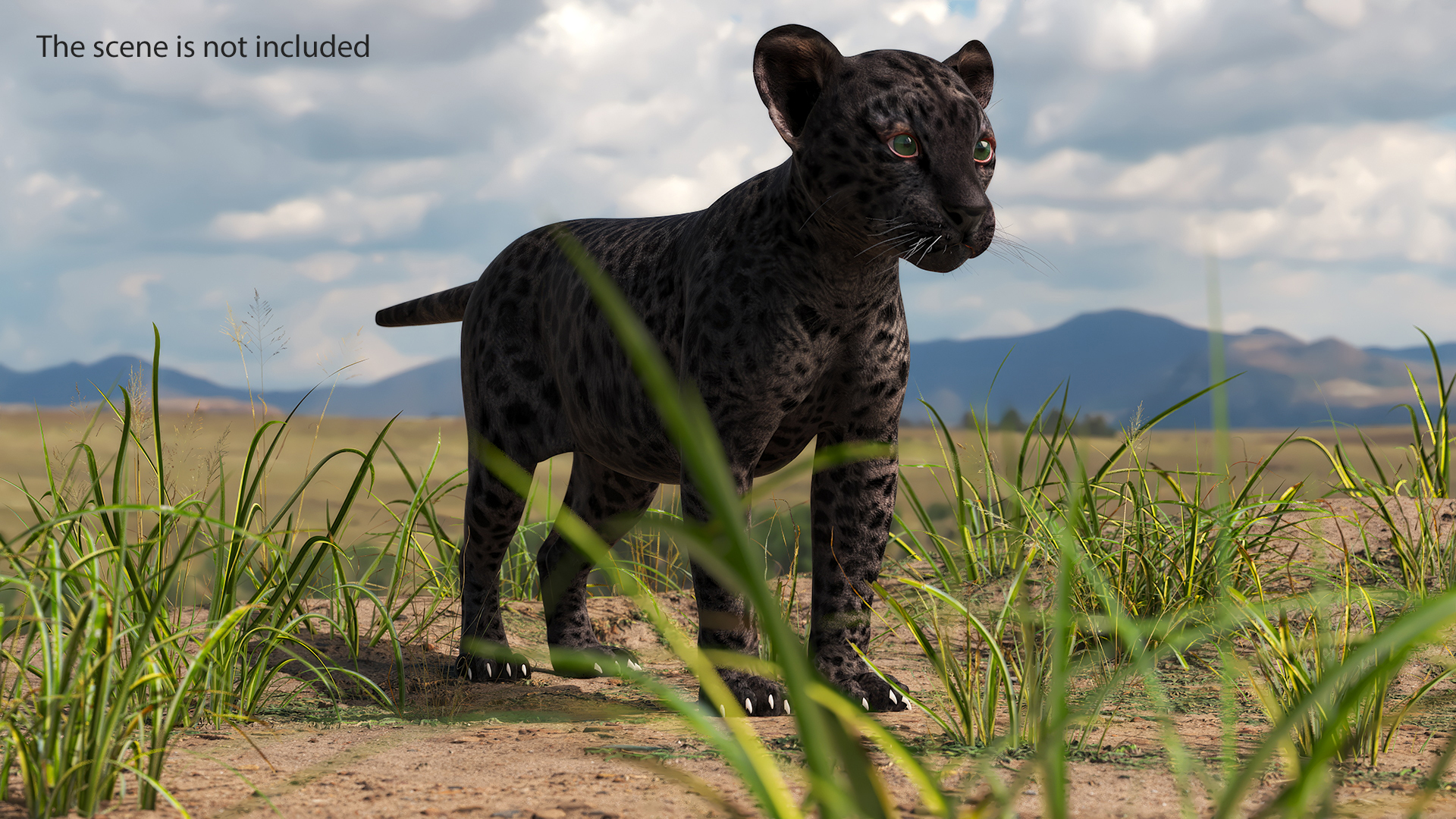 3D Black Leopard Cub Standing Pose