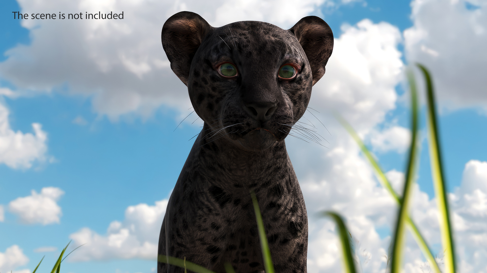 3D Black Leopard Cub Standing Pose