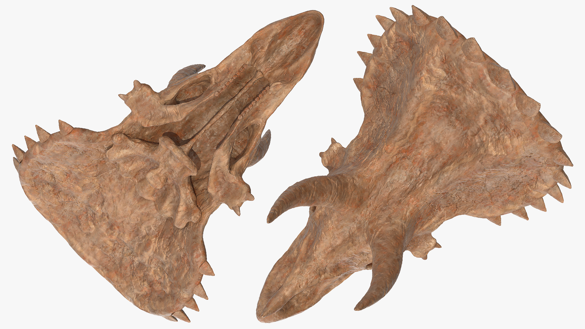 Triceratops Skull Part Fossil 3D model