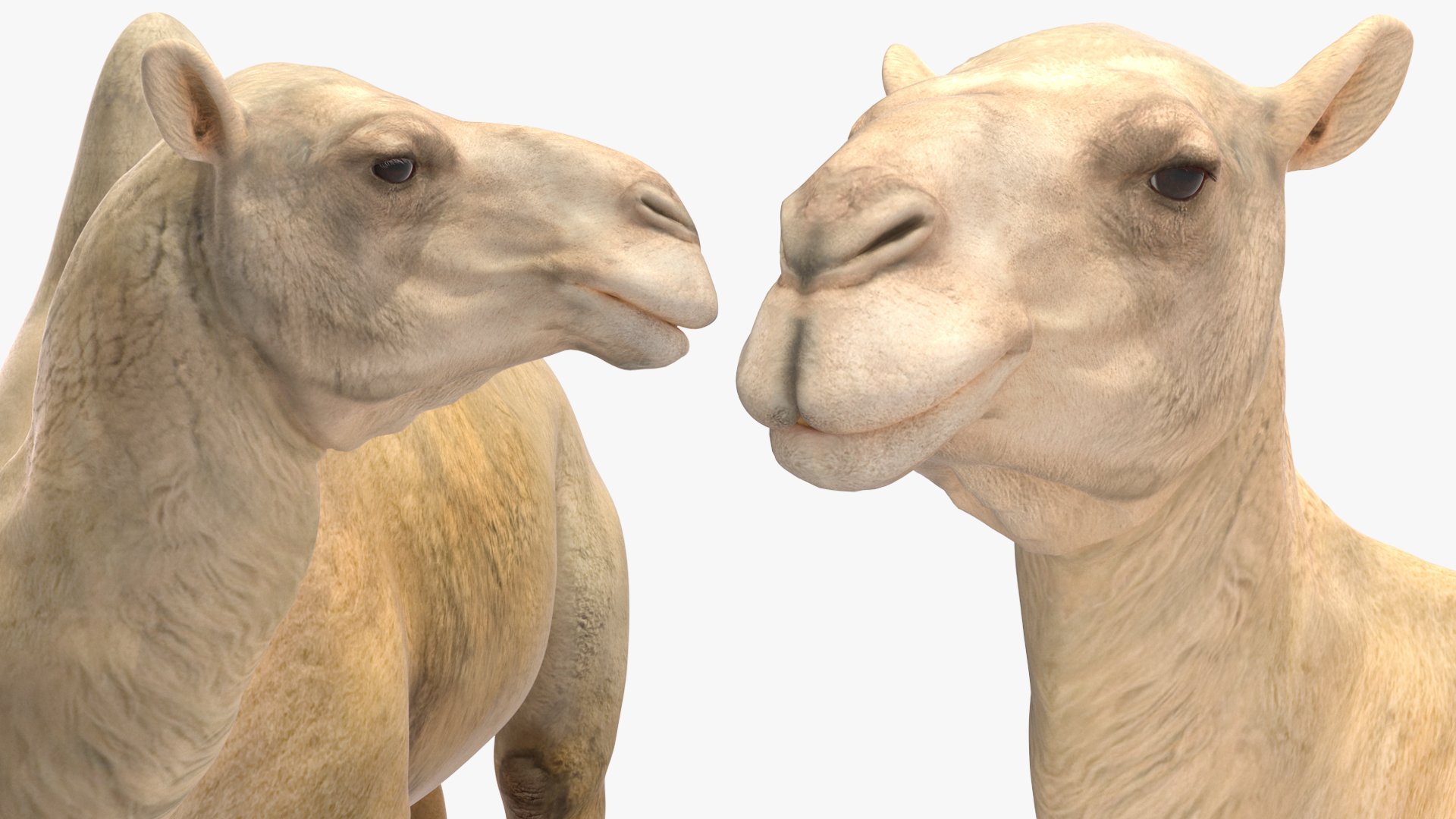 Bactrian Camel on Desert Sand 3D model