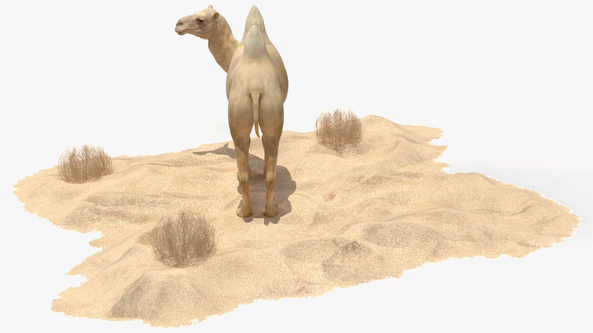 Bactrian Camel on Desert Sand 3D model