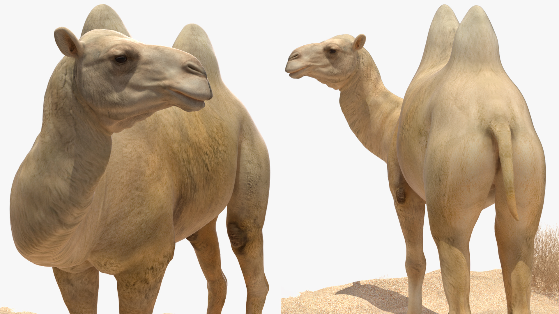 Bactrian Camel on Desert Sand 3D model