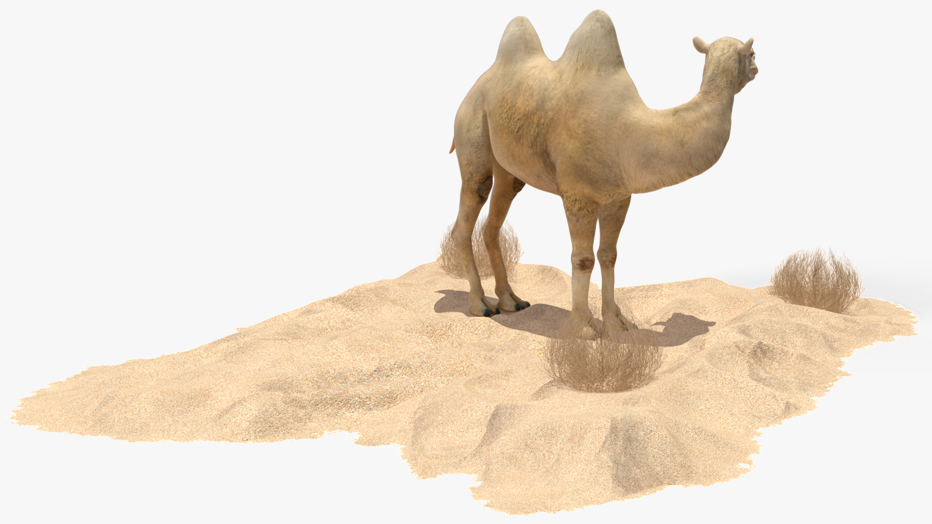 Bactrian Camel on Desert Sand 3D model