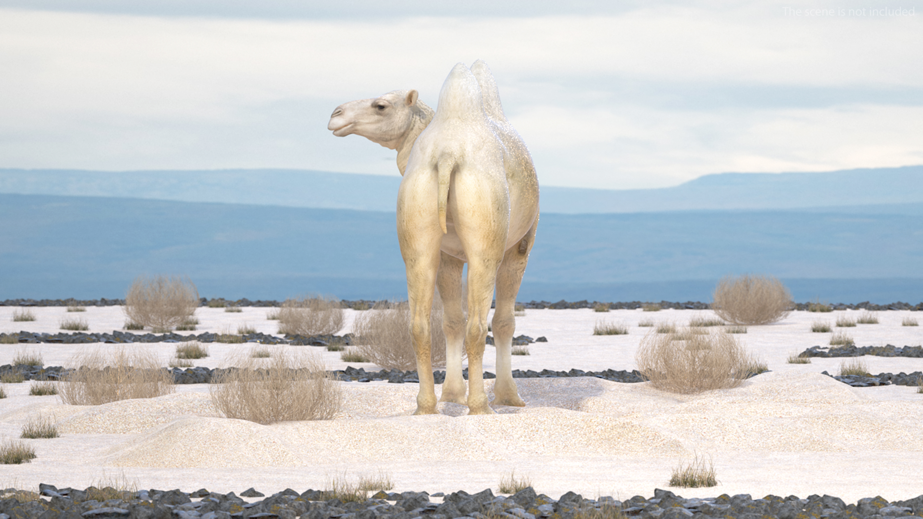 Bactrian Camel on Desert Sand 3D model