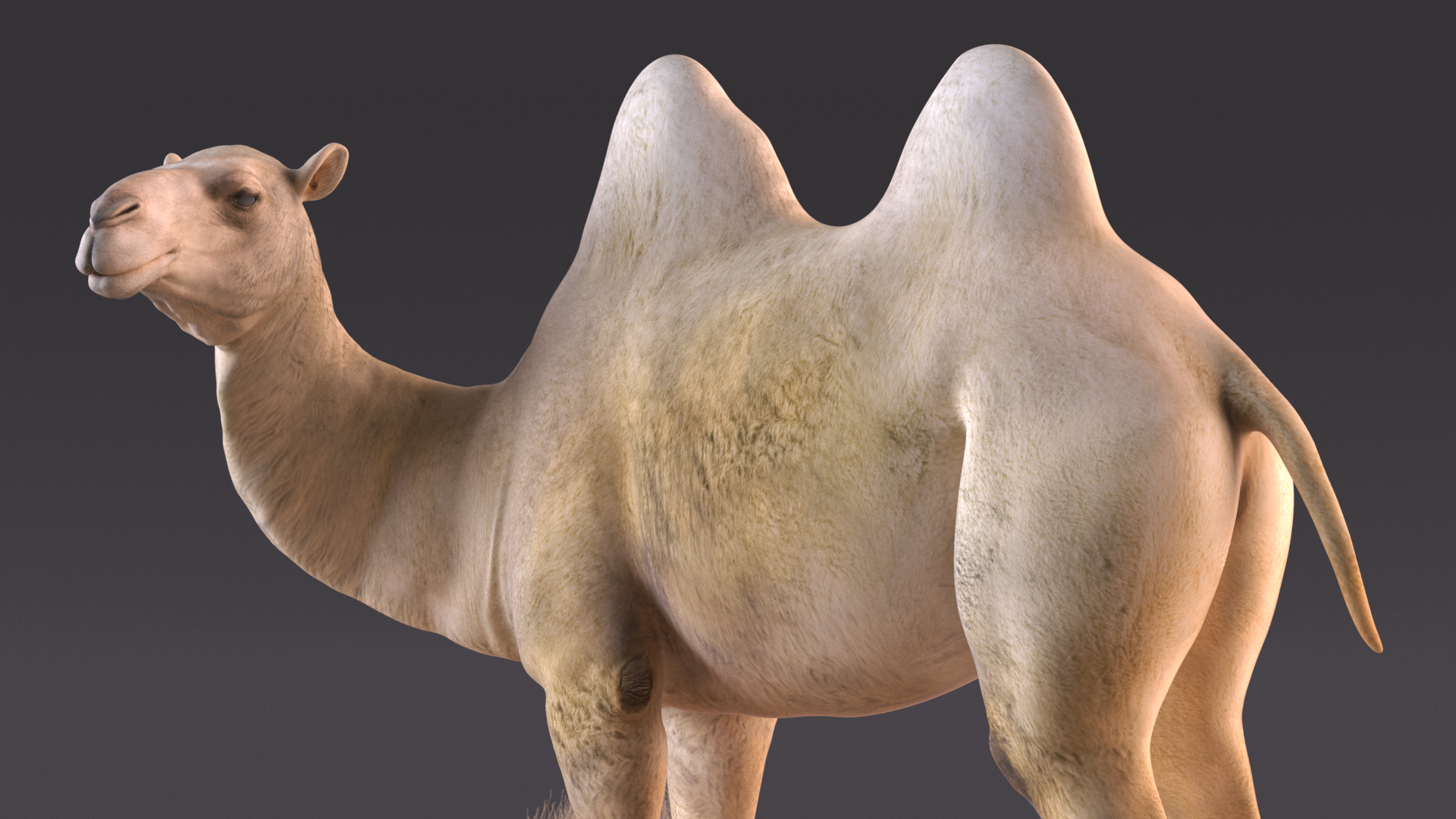 Bactrian Camel on Desert Sand 3D model
