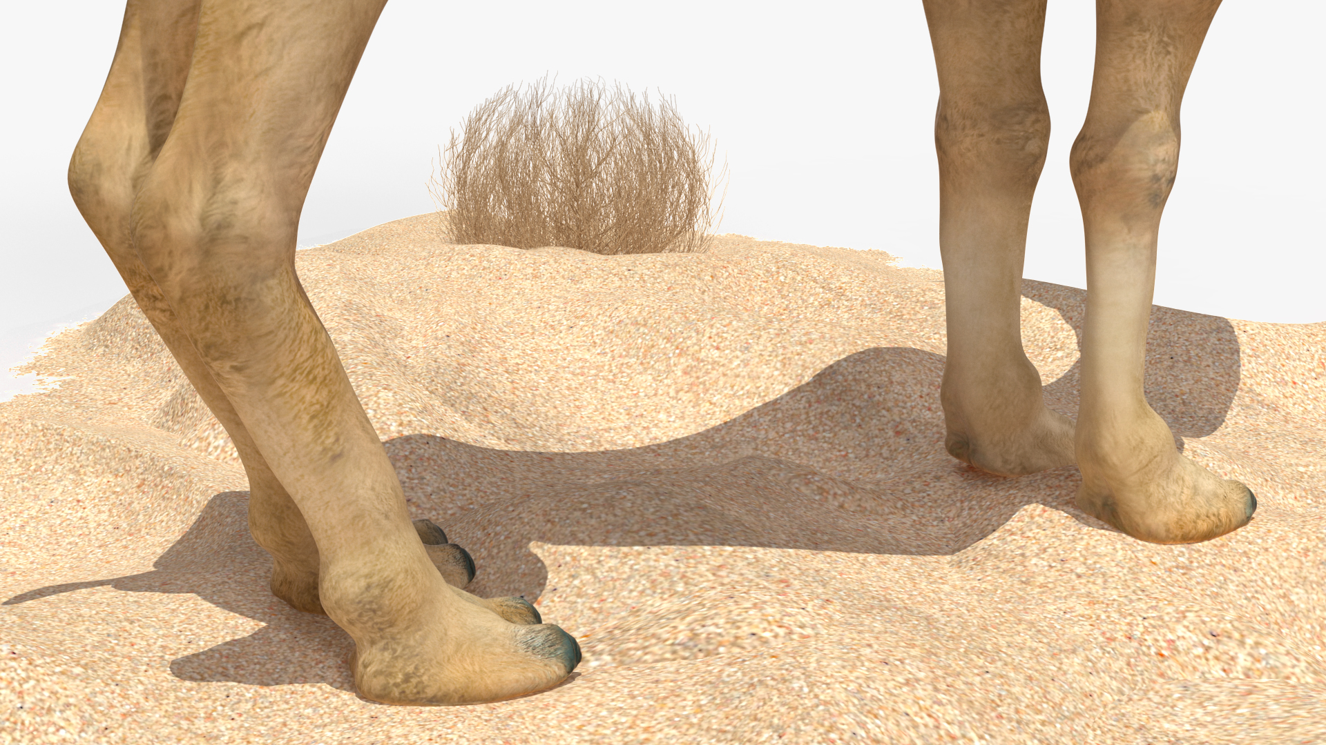 Bactrian Camel on Desert Sand 3D model