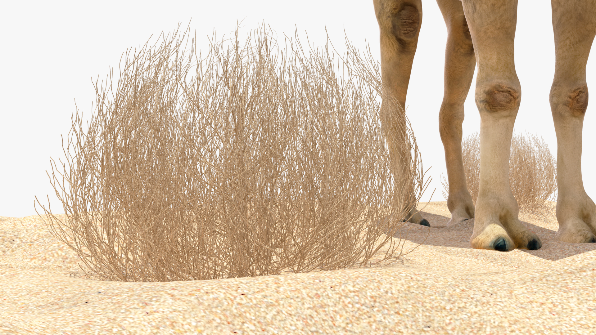 Bactrian Camel on Desert Sand 3D model