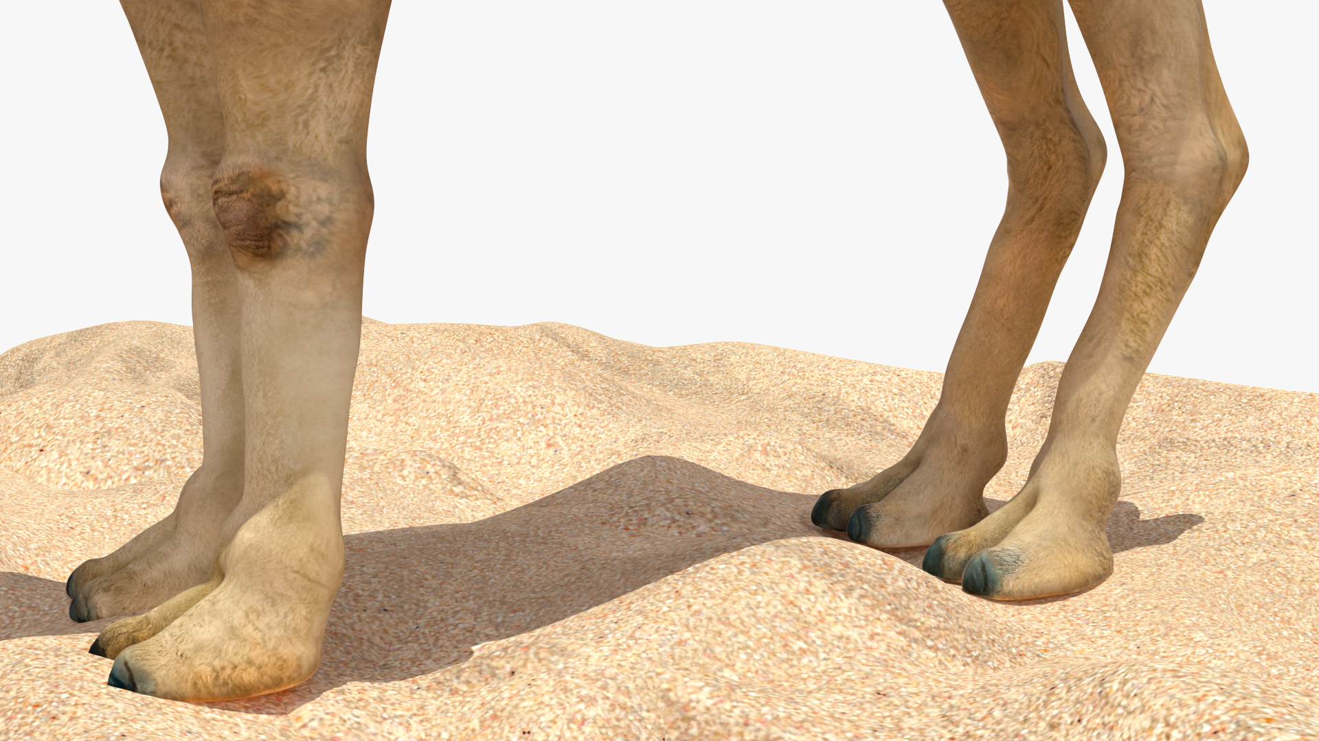 Bactrian Camel on Desert Sand 3D model