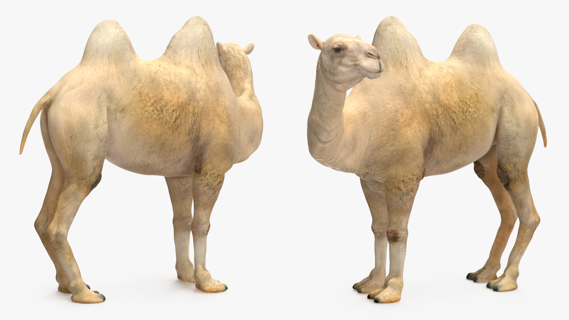 Bactrian Camel on Desert Sand 3D model