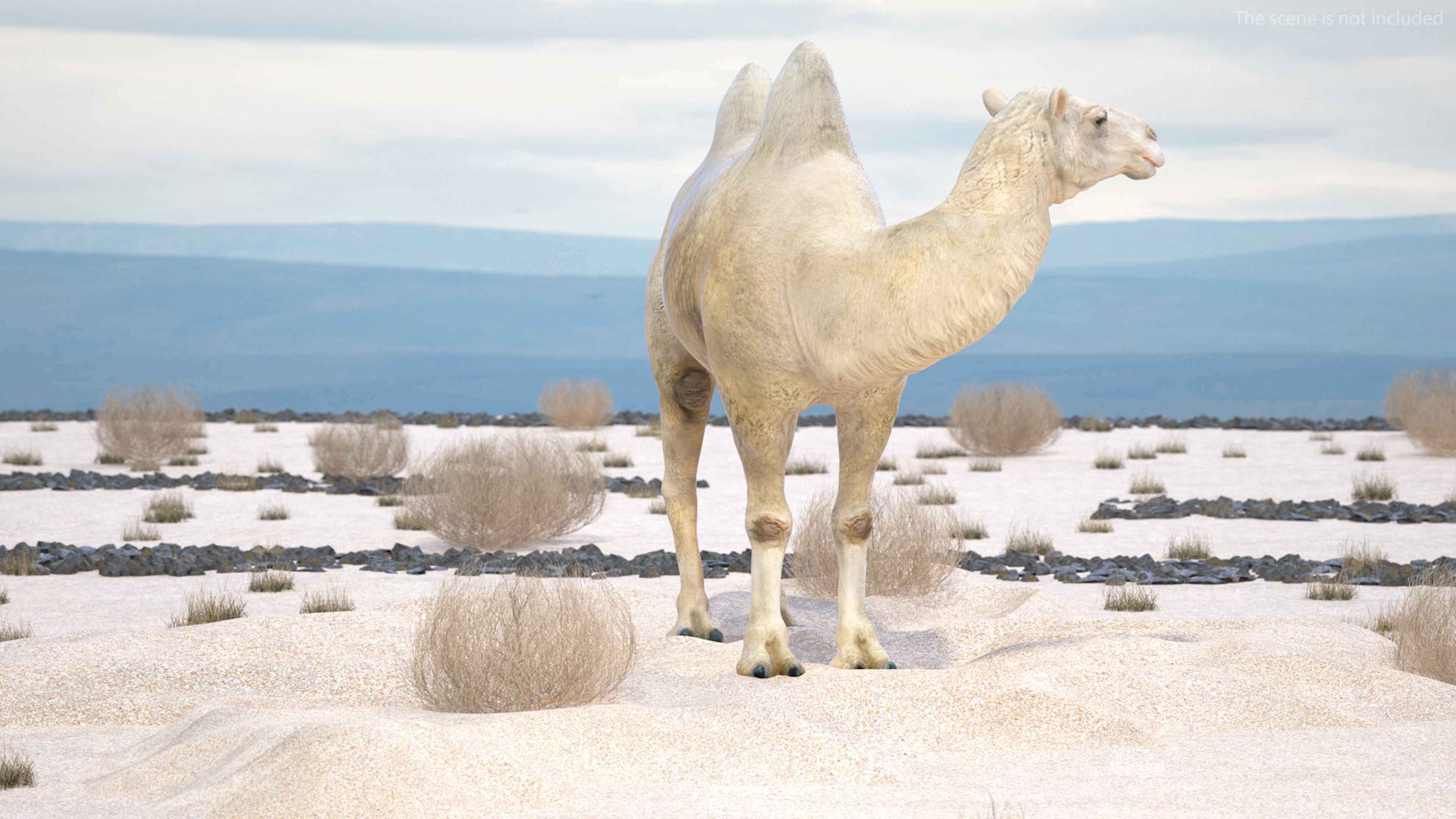 Bactrian Camel on Desert Sand 3D model
