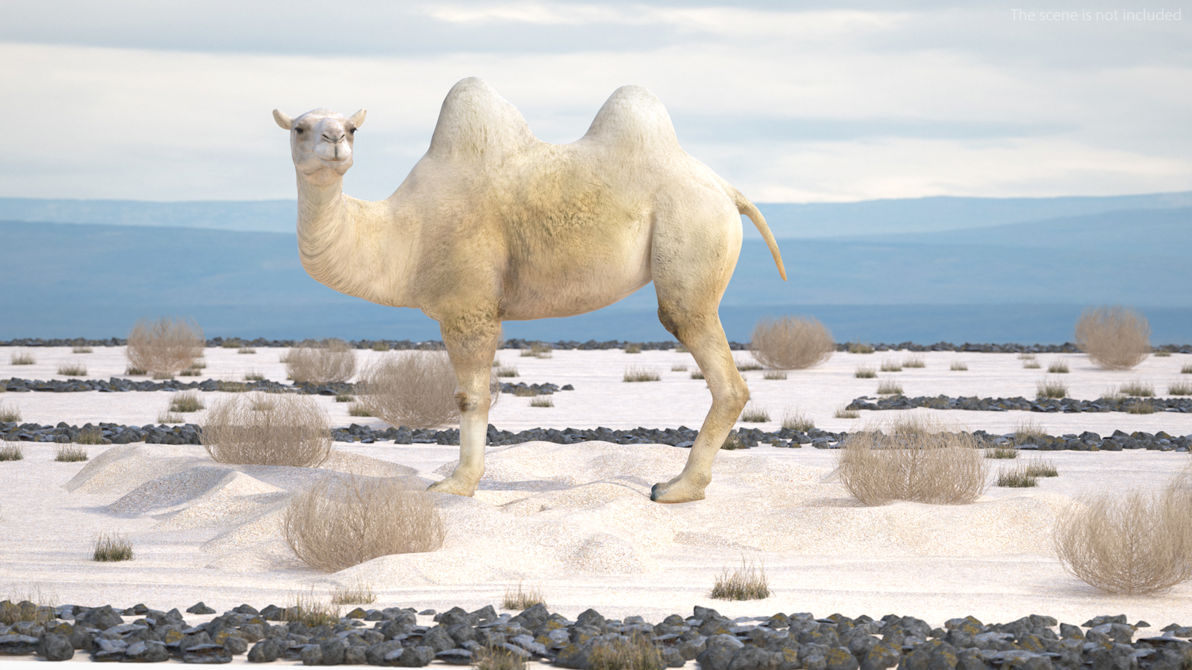 Bactrian Camel on Desert Sand 3D model