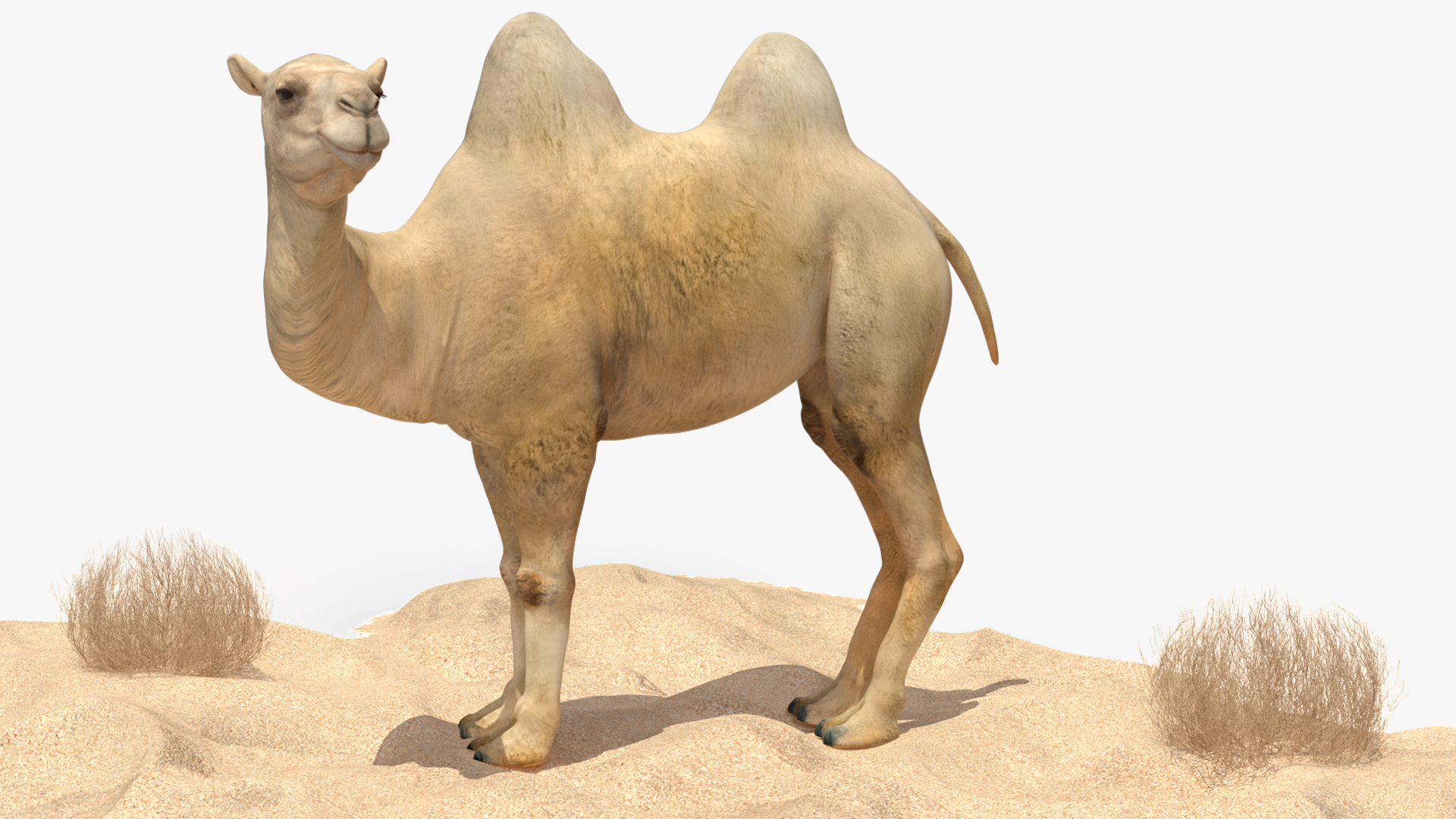 Bactrian Camel on Desert Sand 3D model