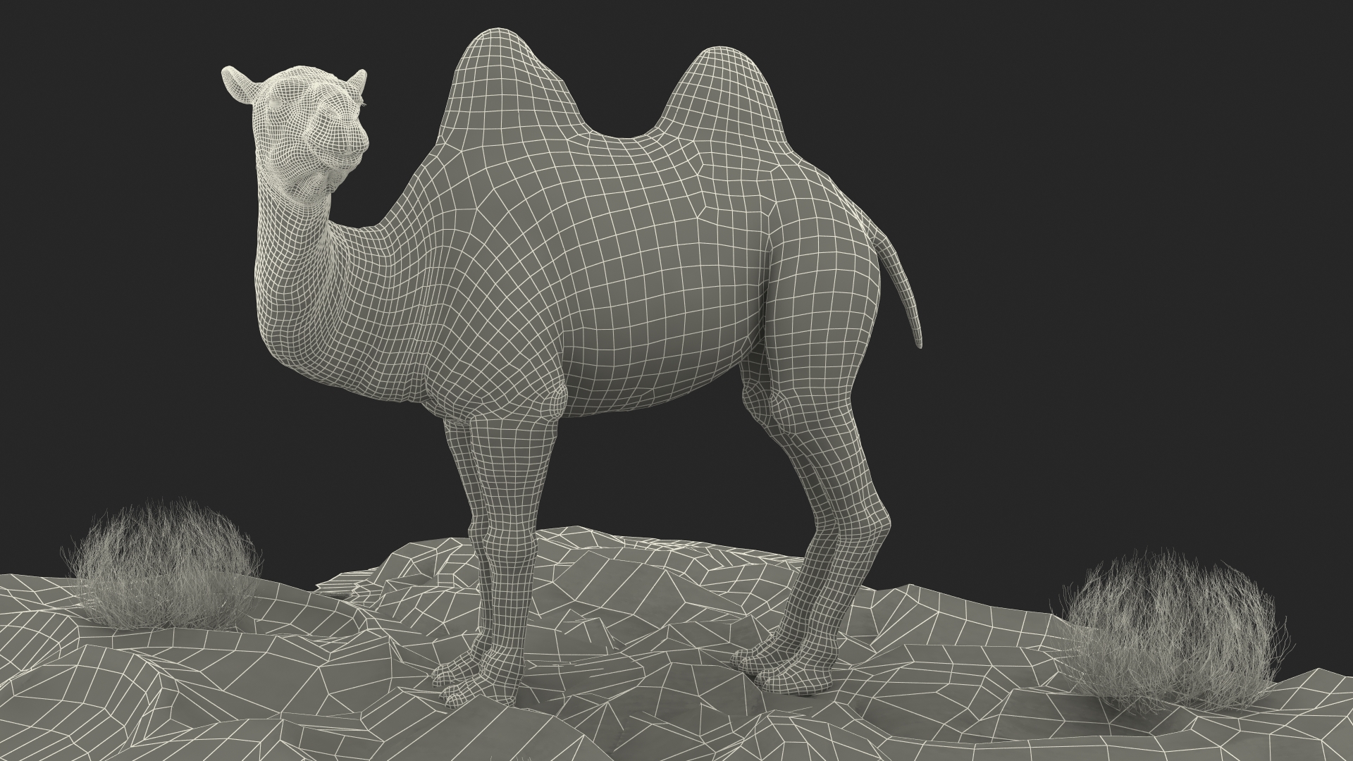 Bactrian Camel on Desert Sand 3D model