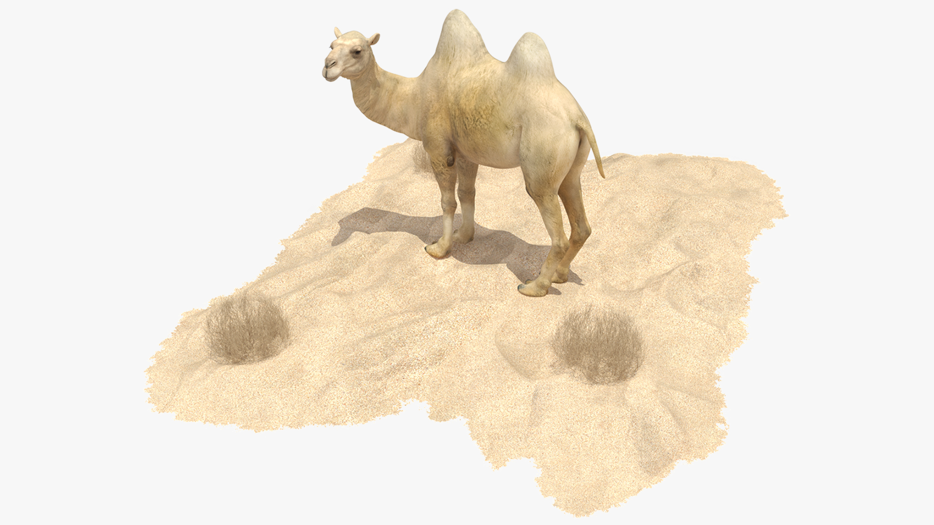 Bactrian Camel on Desert Sand 3D model