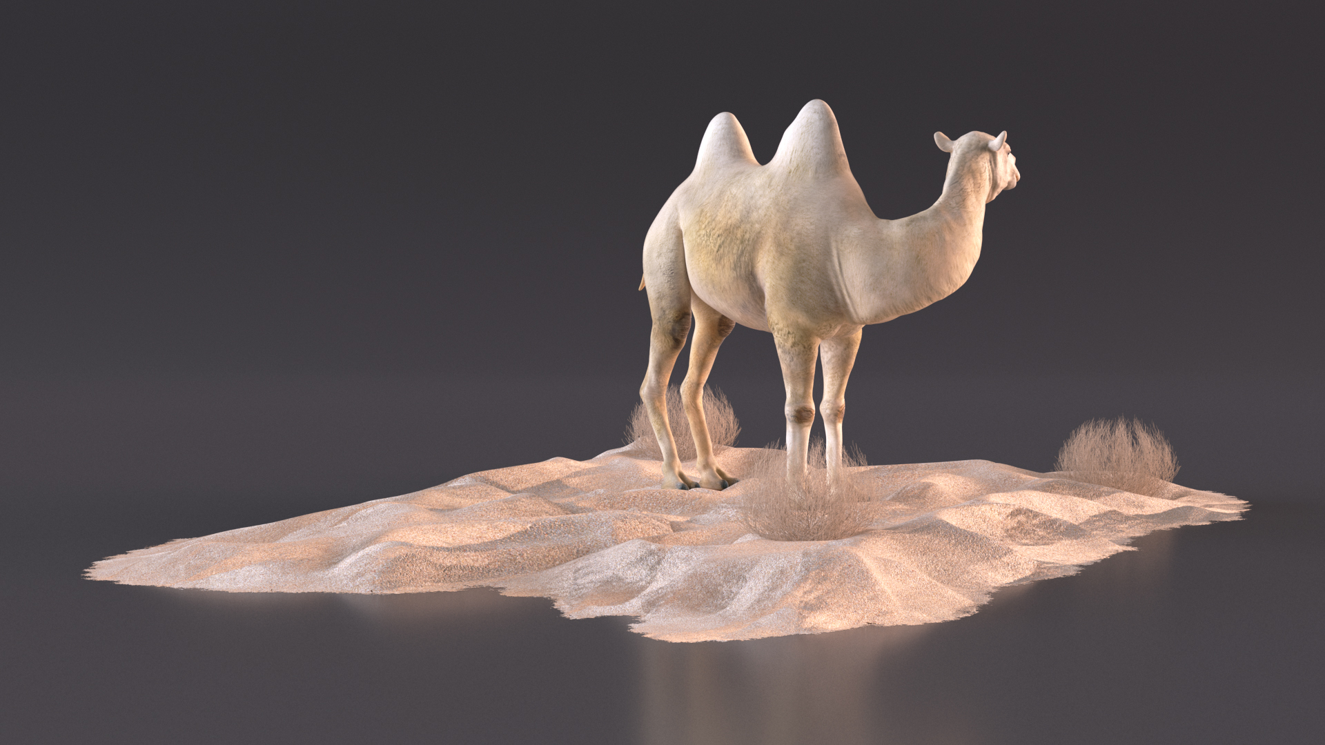 Bactrian Camel on Desert Sand 3D model
