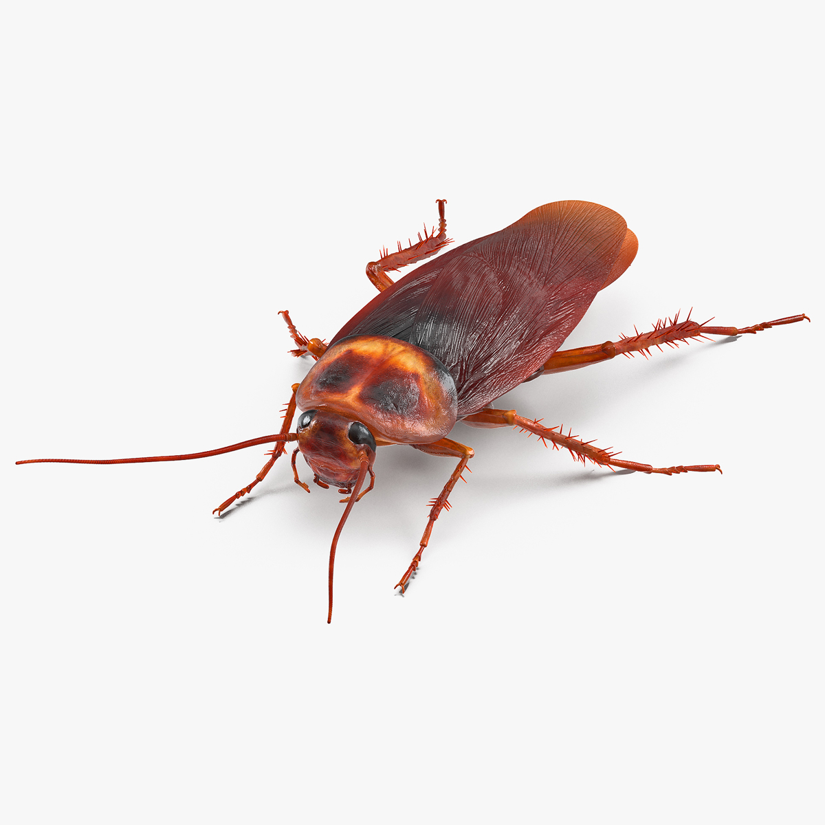 3D model Animated Cockroach Cleans Paw Rigged for Maya