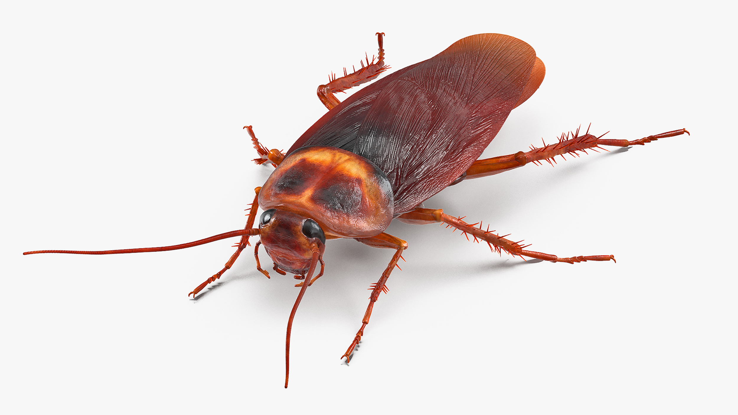 3D model Animated Cockroach Cleans Paw Rigged for Maya