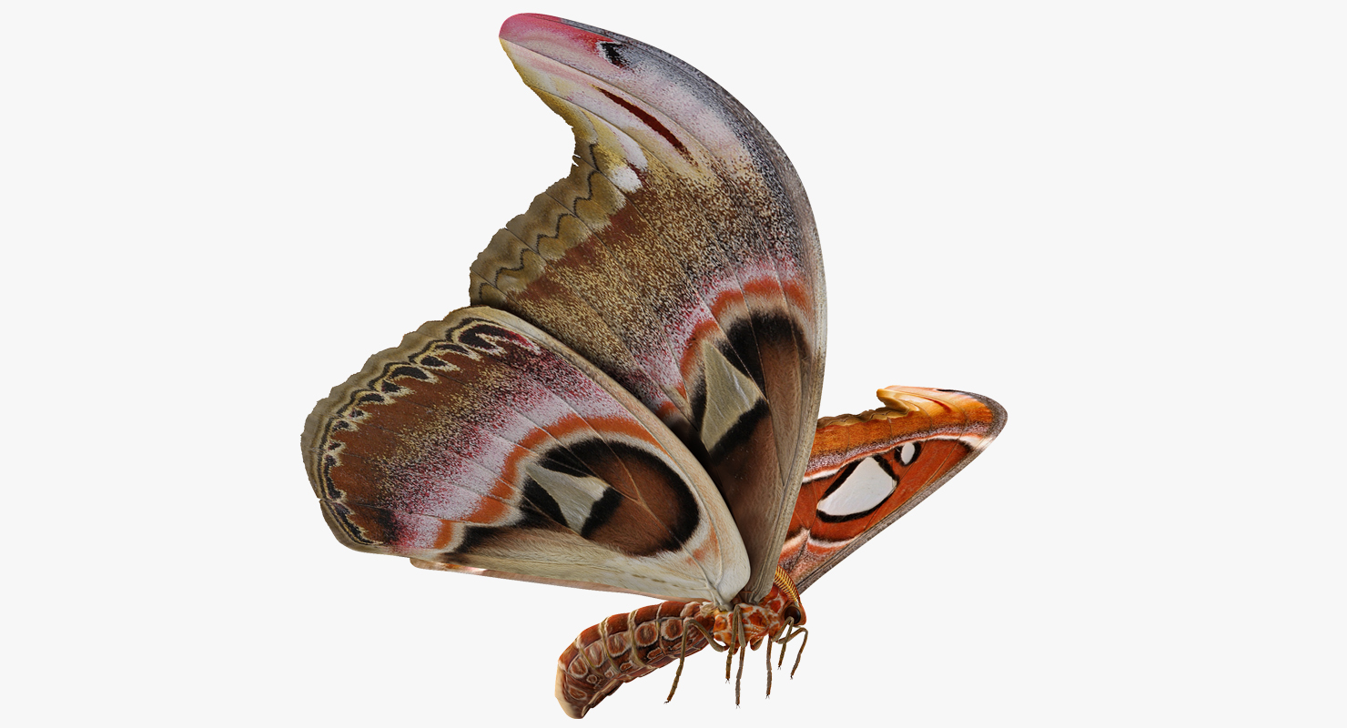 Atlas Moth Flying Pose 3D