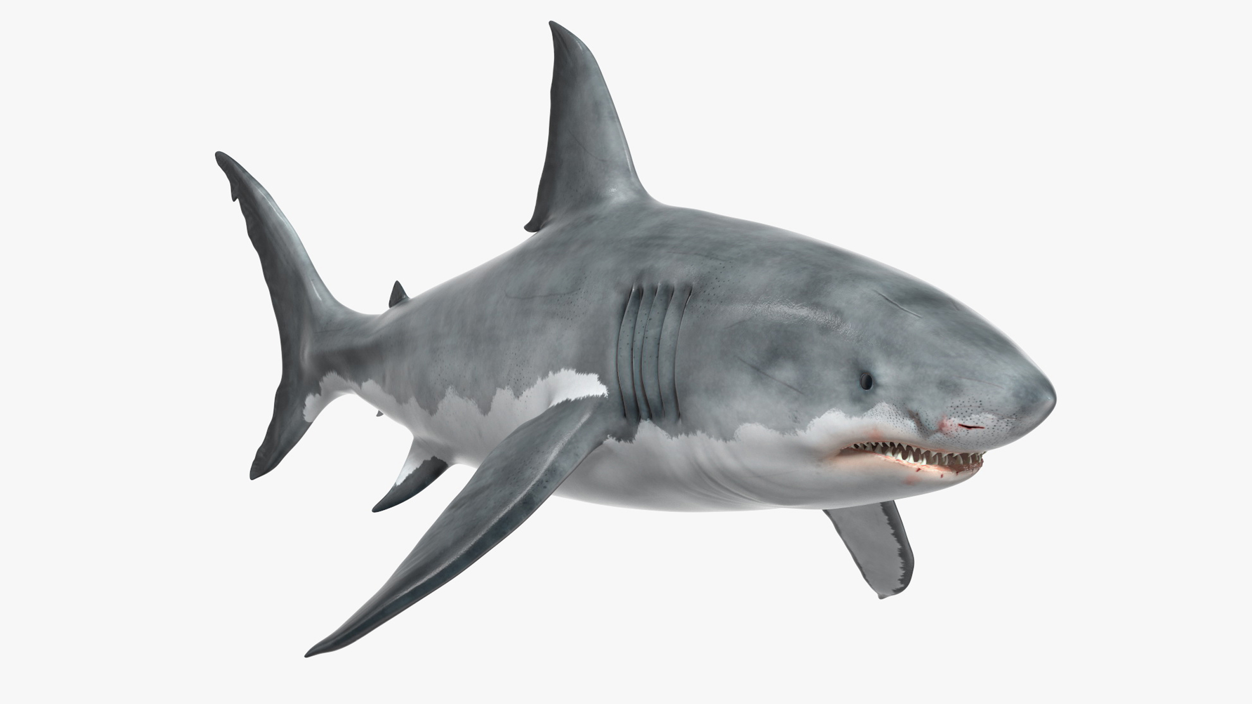 Great White Shark Blood Stained Rigged for Cinema 4D 3D