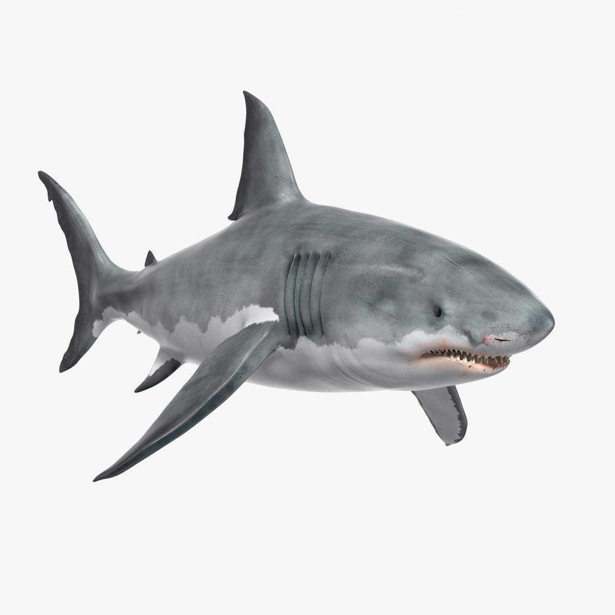 Great White Shark Blood Stained Rigged for Cinema 4D 3D