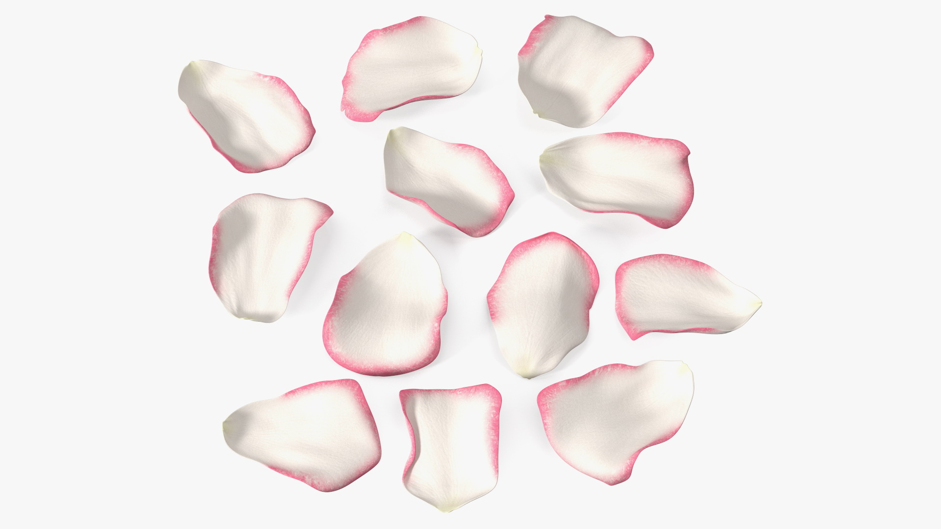 3D Rose Petals Pink