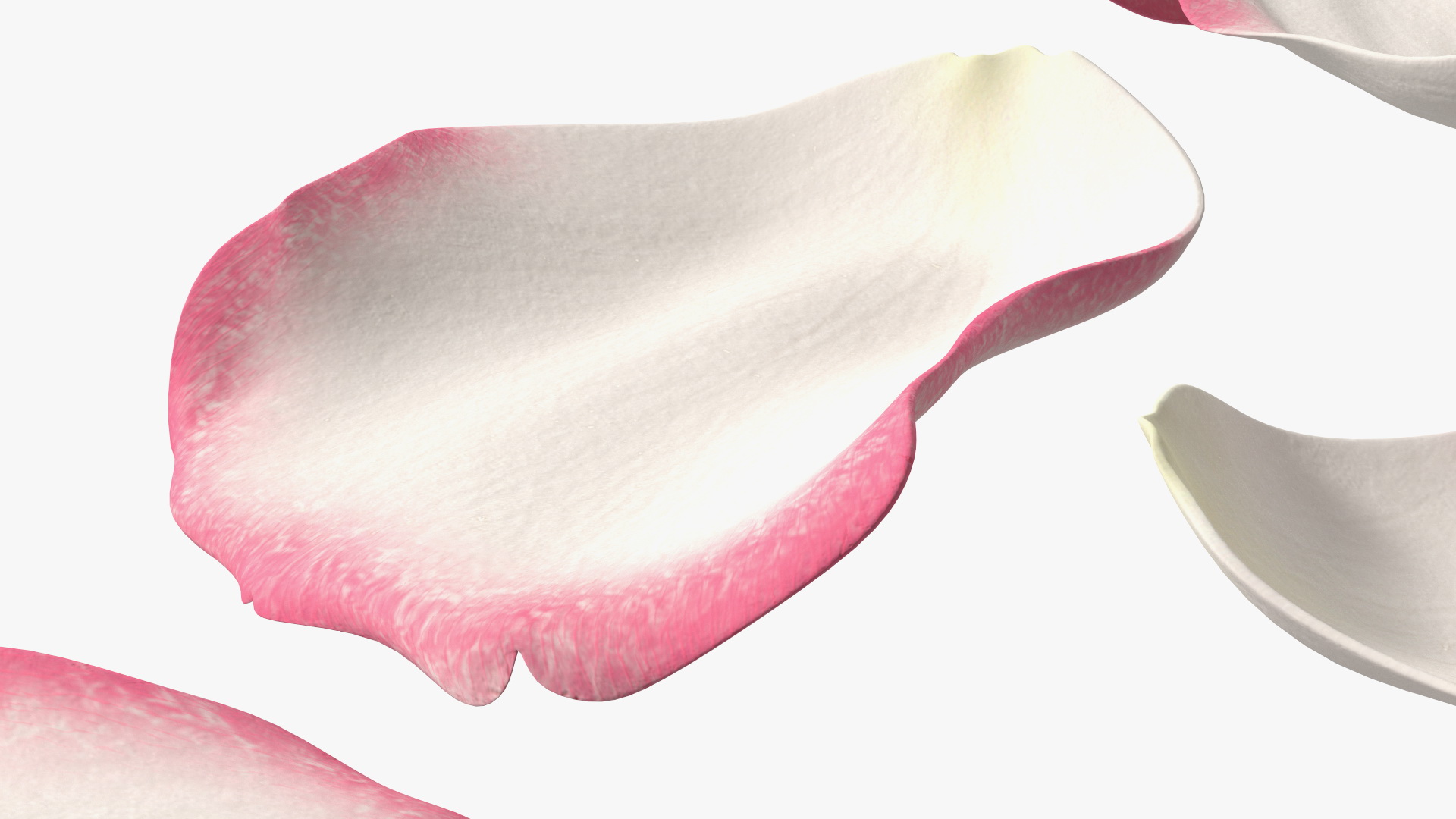 3D Rose Petals Pink