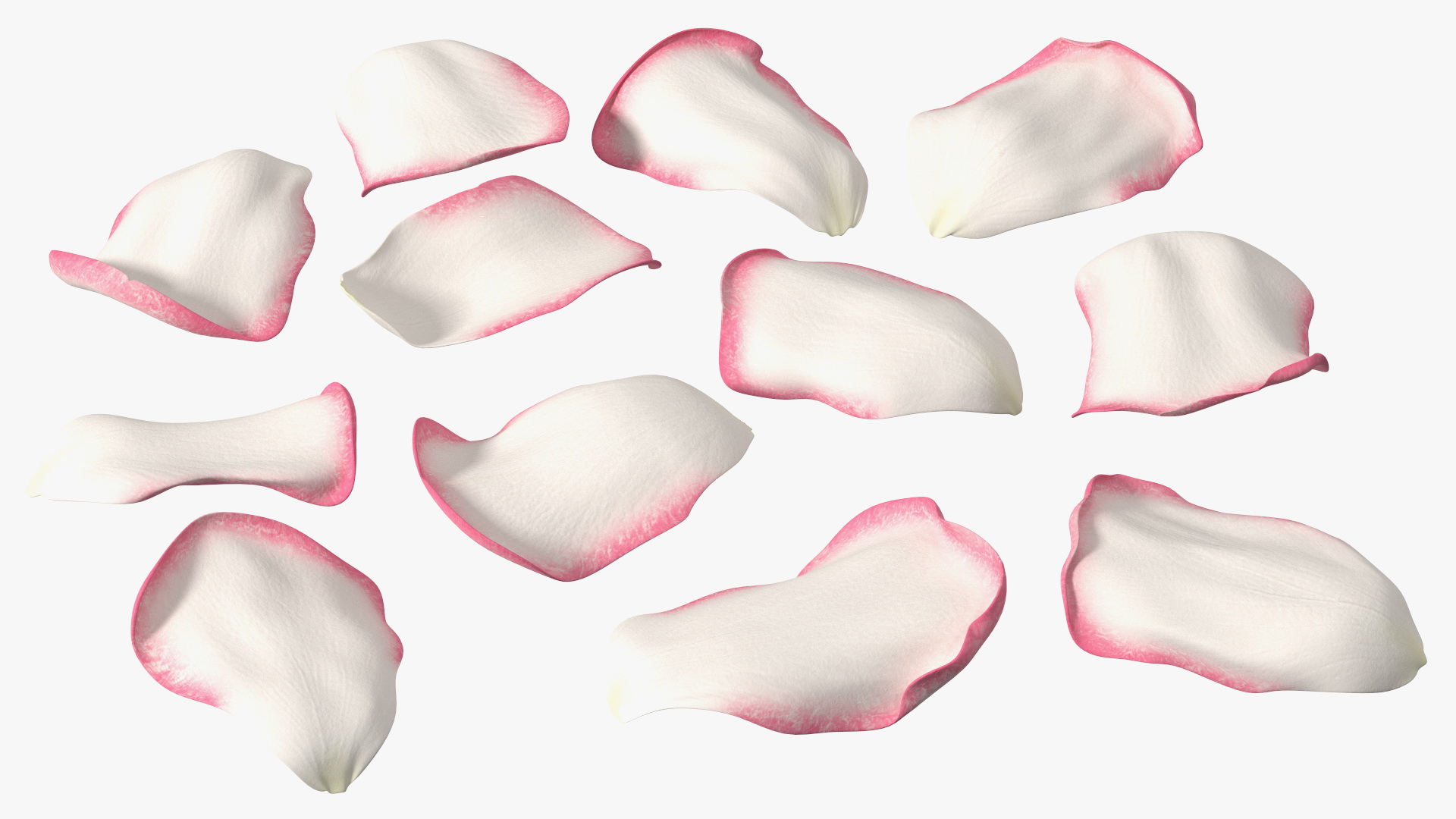 3D Rose Petals Pink