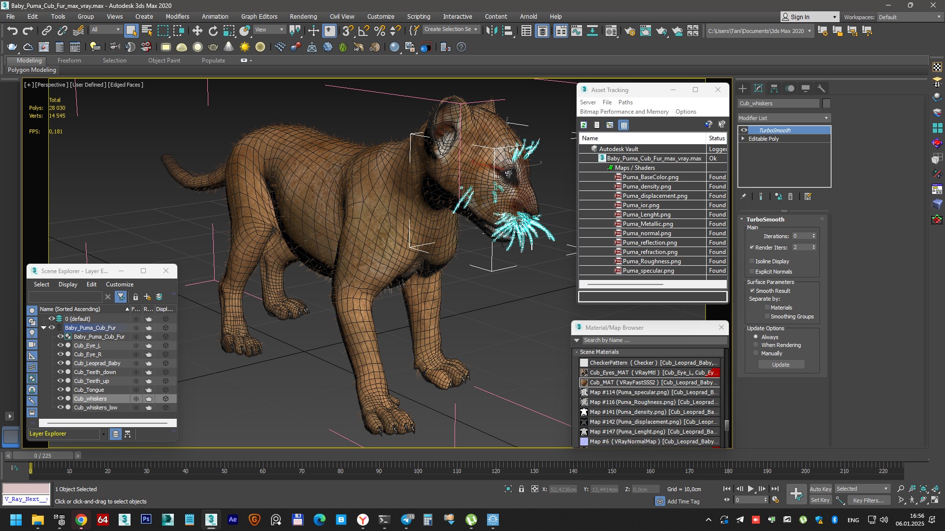 Baby Puma Cub Fur 3D