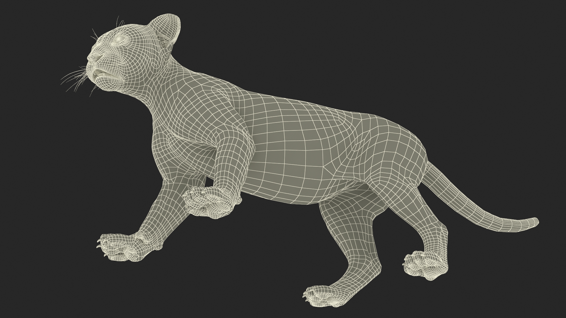 Baby Puma Cub Fur 3D