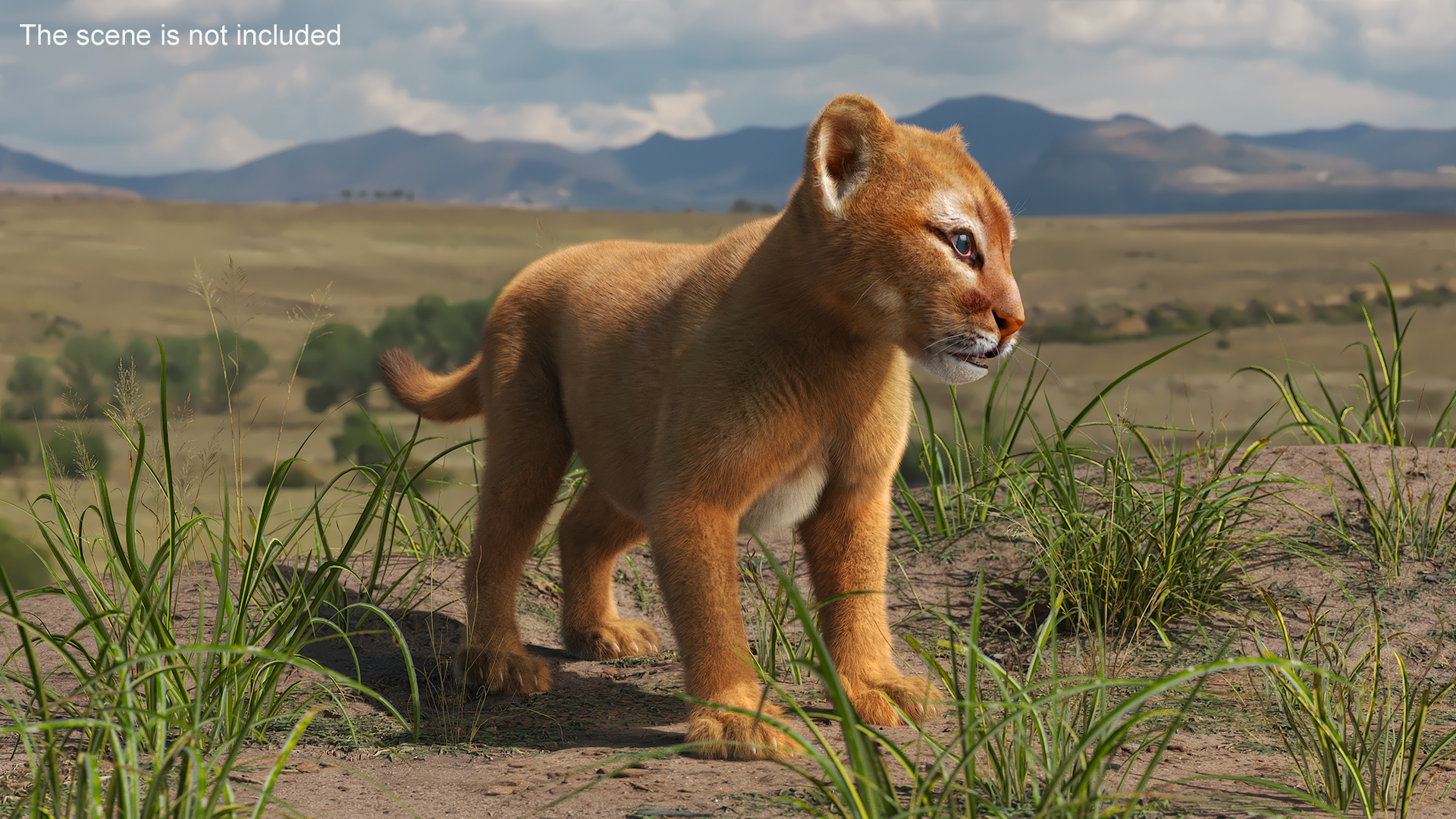 Baby Puma Cub Fur 3D