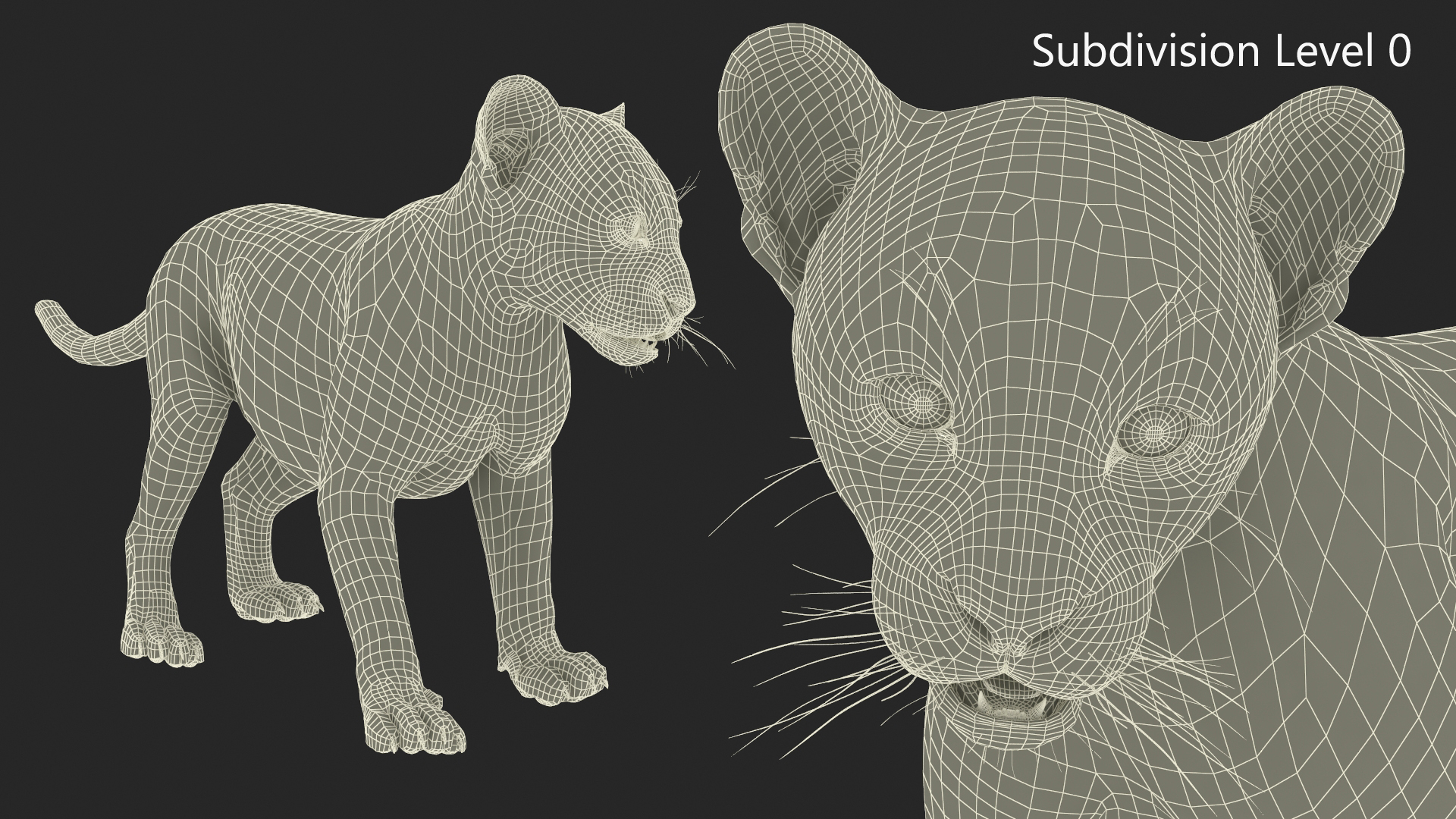 Baby Puma Cub Fur 3D