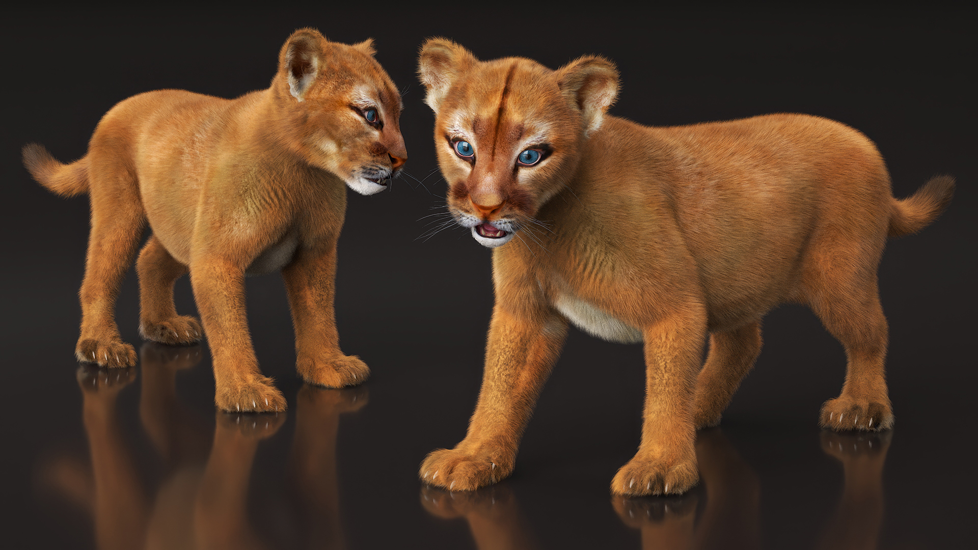 Baby Puma Cub Fur 3D