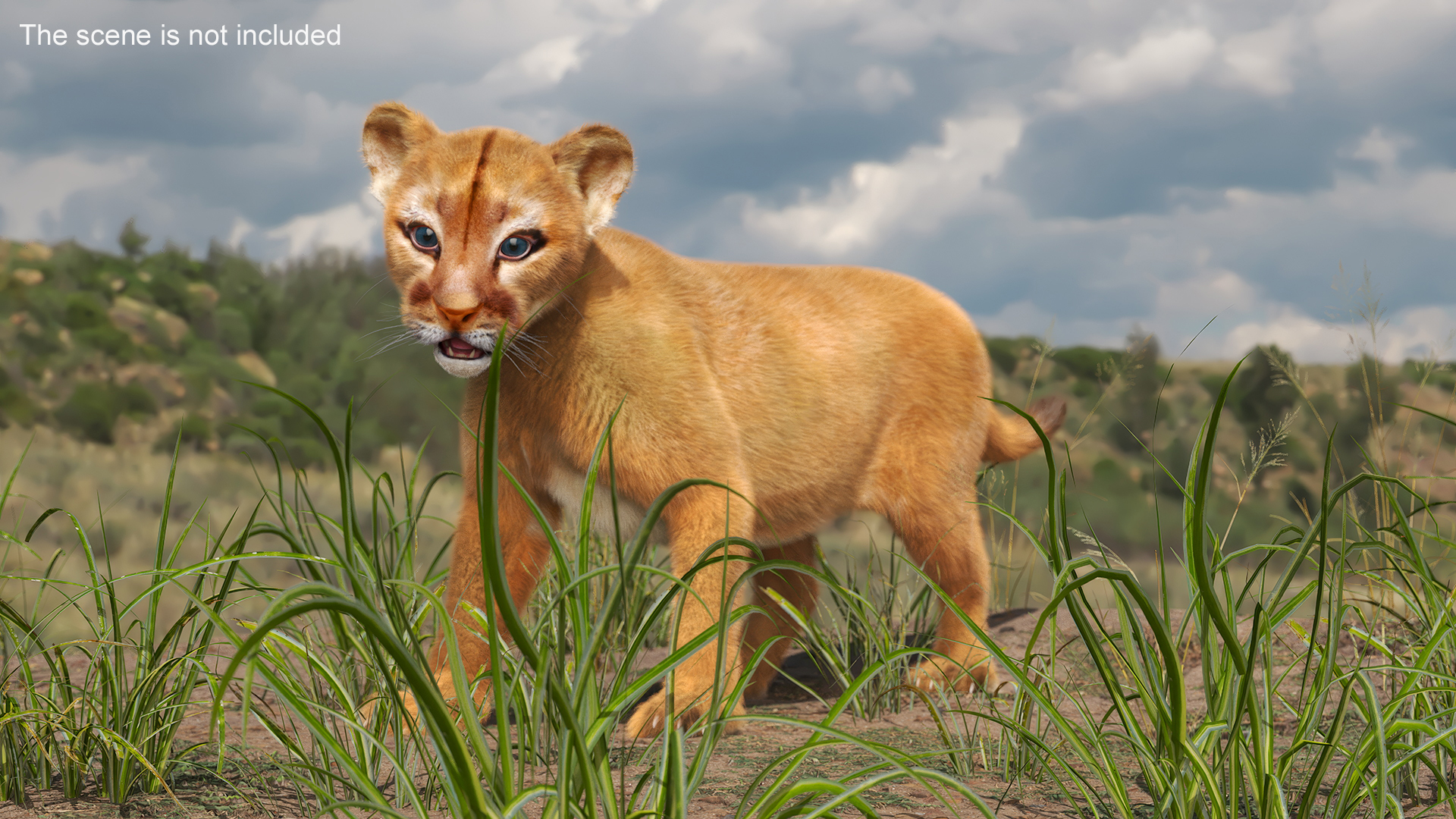 Baby Puma Cub Fur 3D