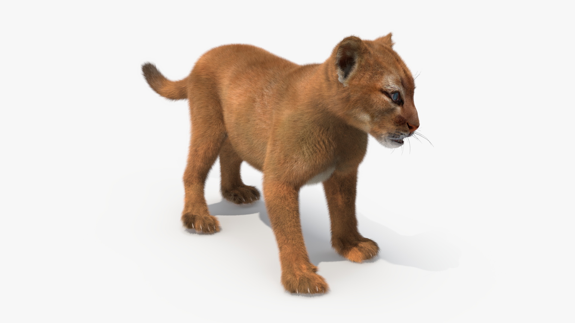 Baby Puma Cub Fur 3D