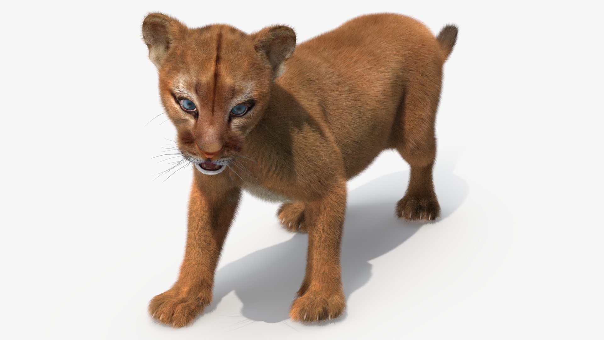 Baby Puma Cub Fur 3D