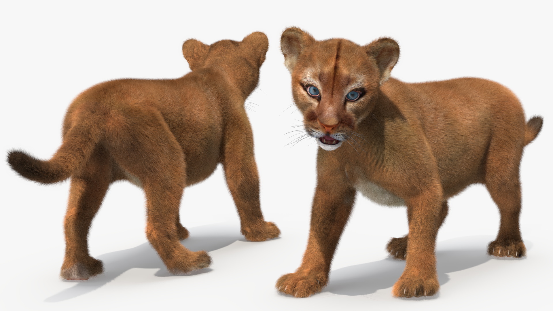 Baby Puma Cub Fur 3D