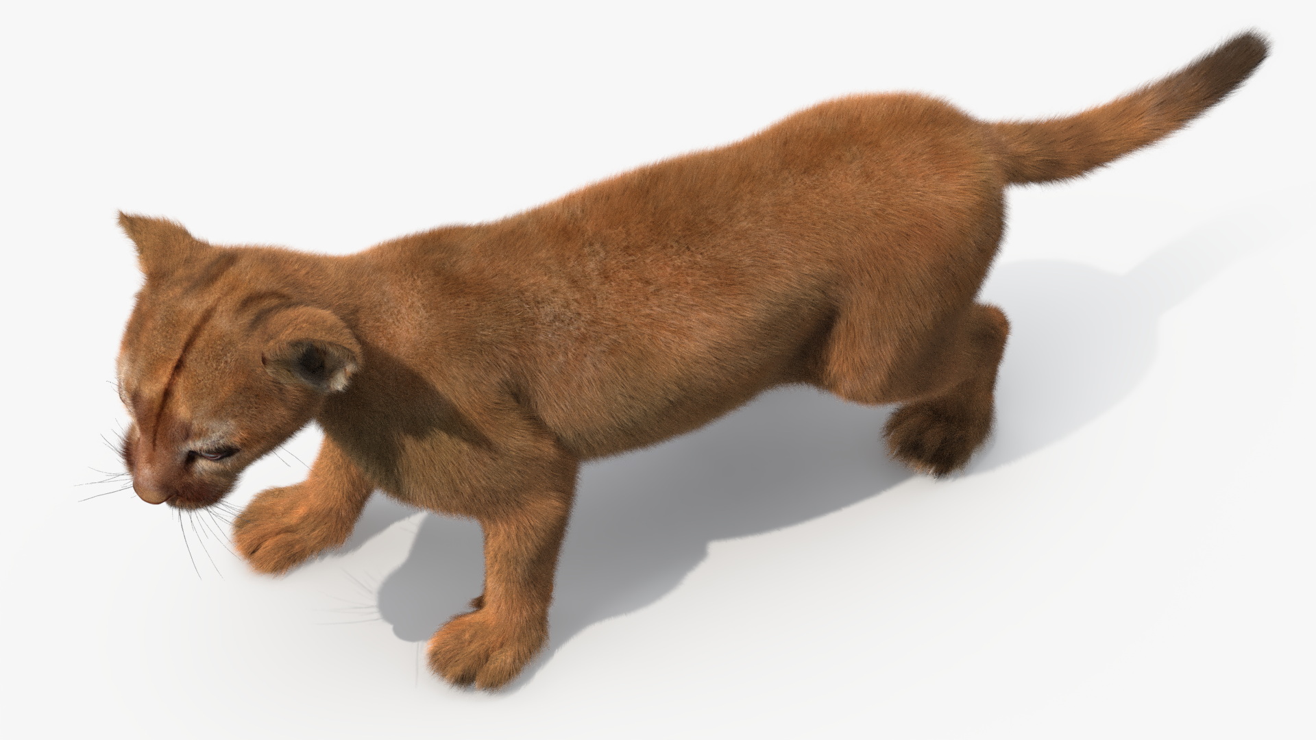 Baby Puma Cub Fur 3D