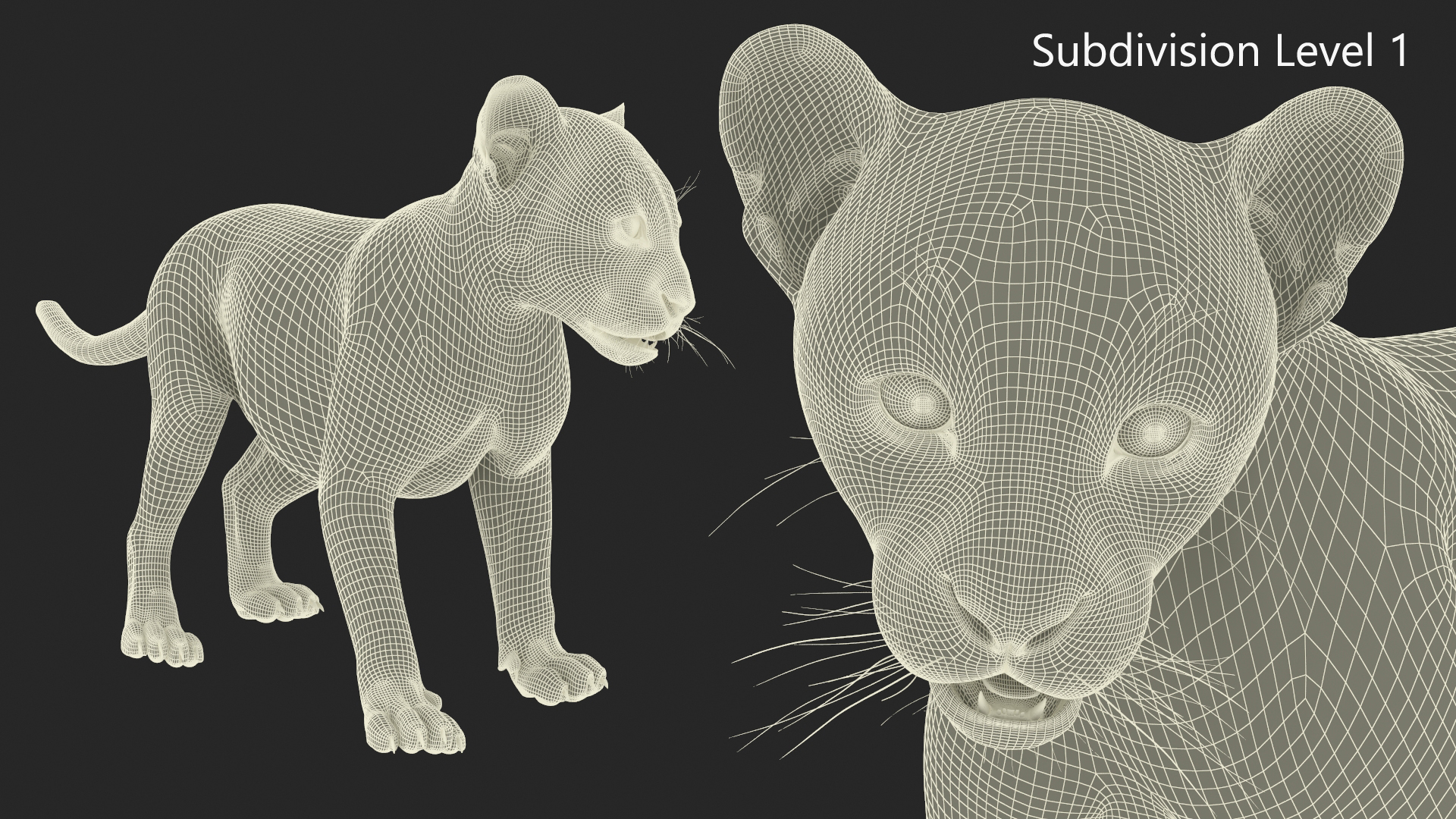 Baby Puma Cub Fur 3D