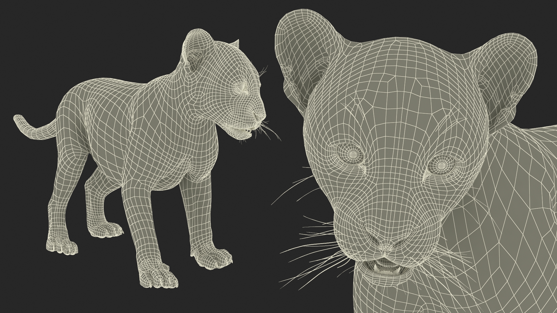 Baby Puma Cub Fur 3D