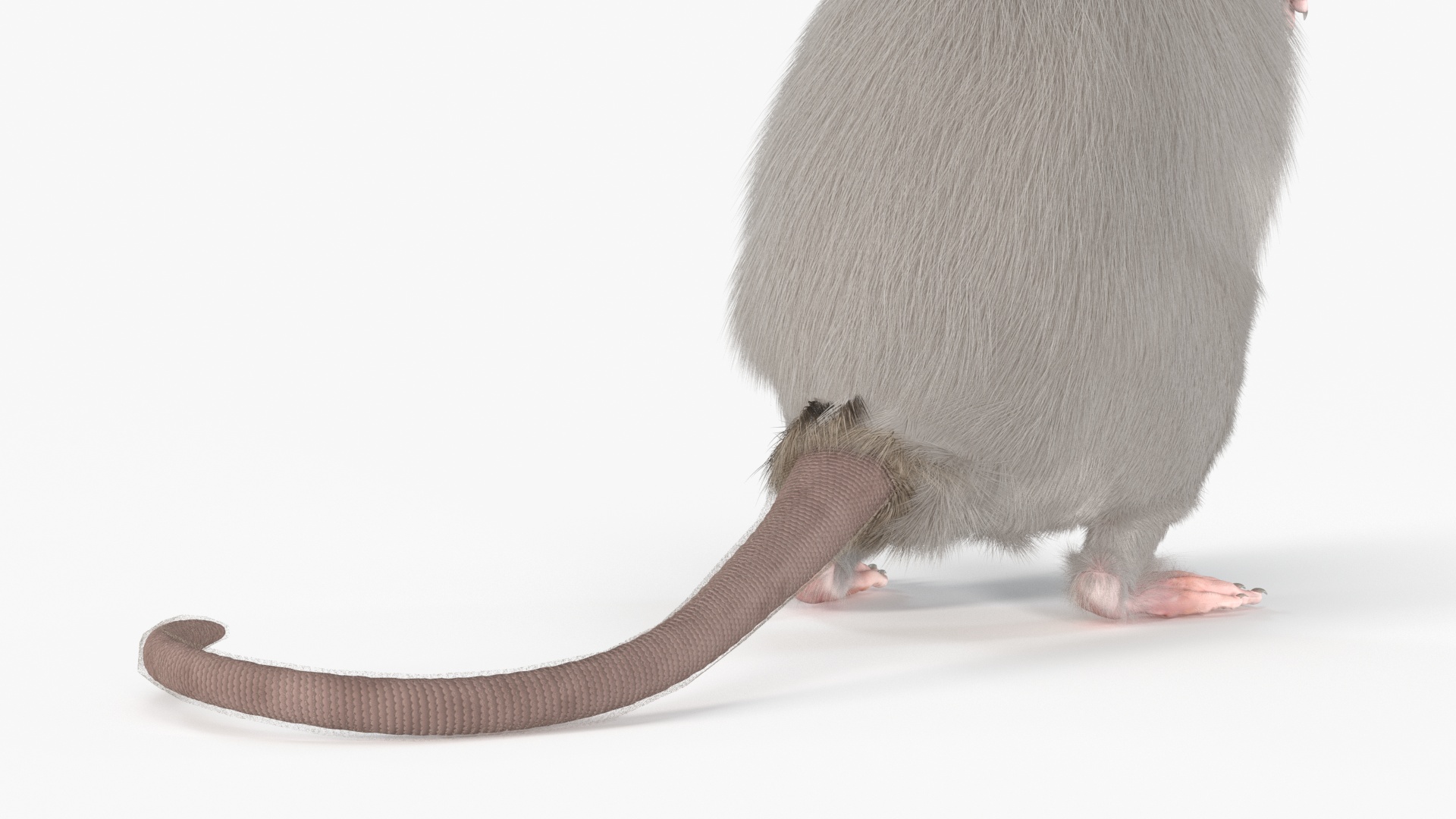 Realistic White Rat Standing with Fur 3D