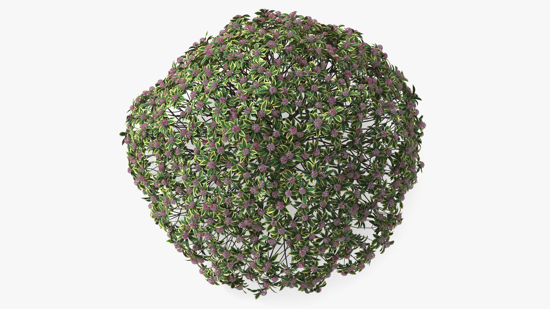 3D model Daphne Odora with Pink Flowers
