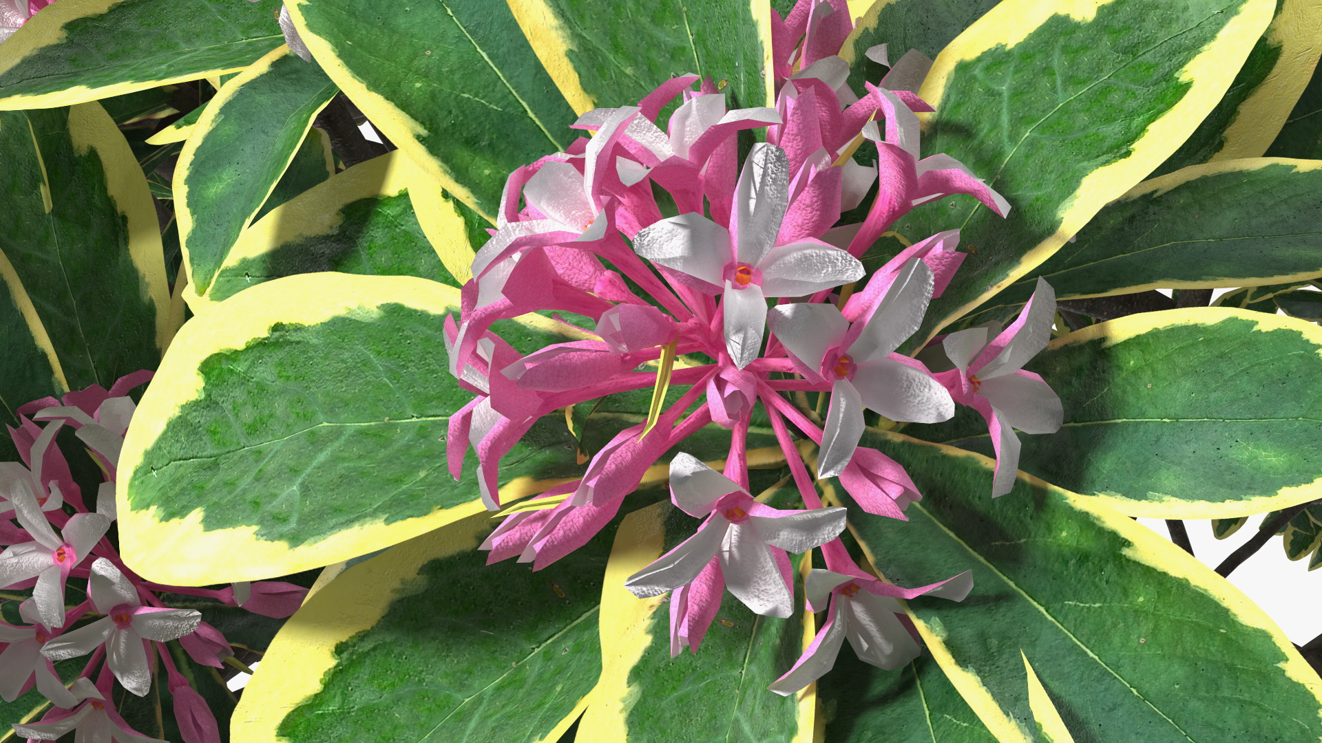 3D model Daphne Odora with Pink Flowers
