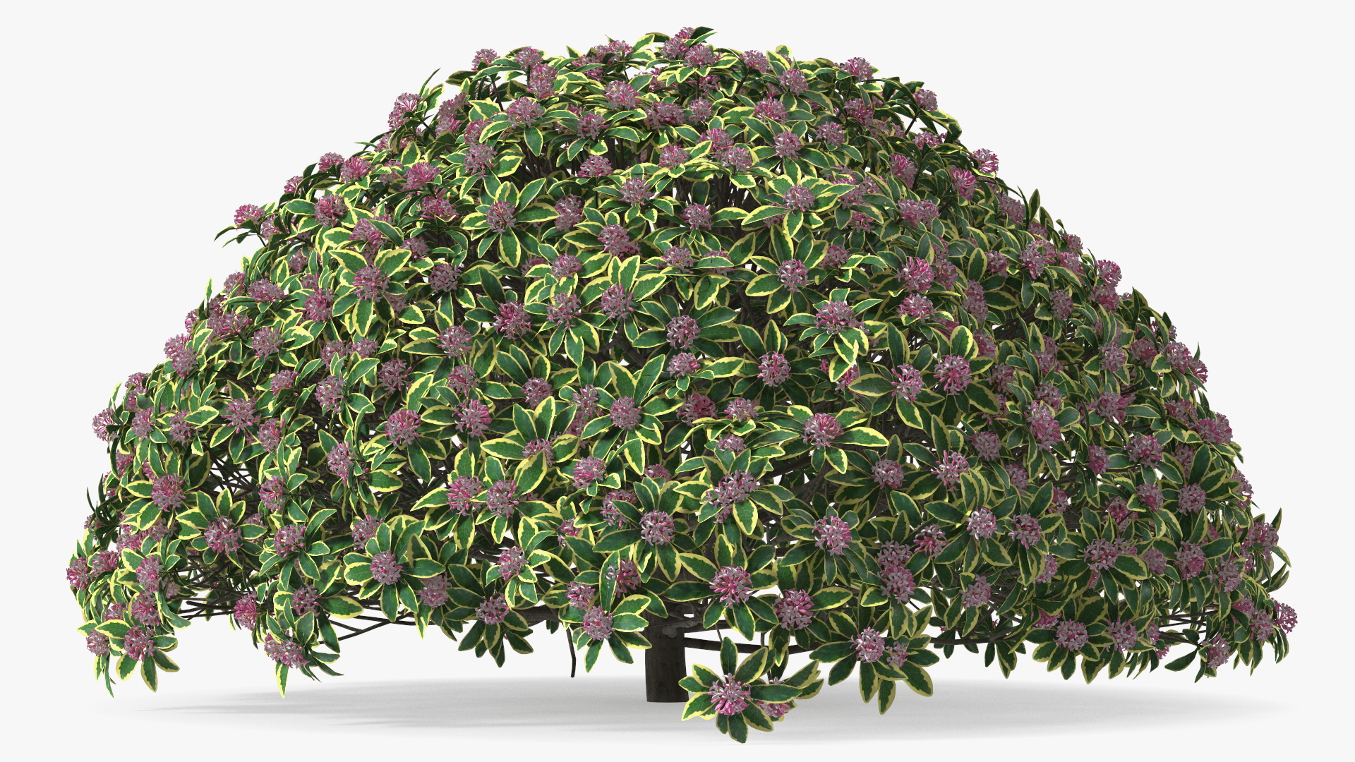 3D model Daphne Odora with Pink Flowers