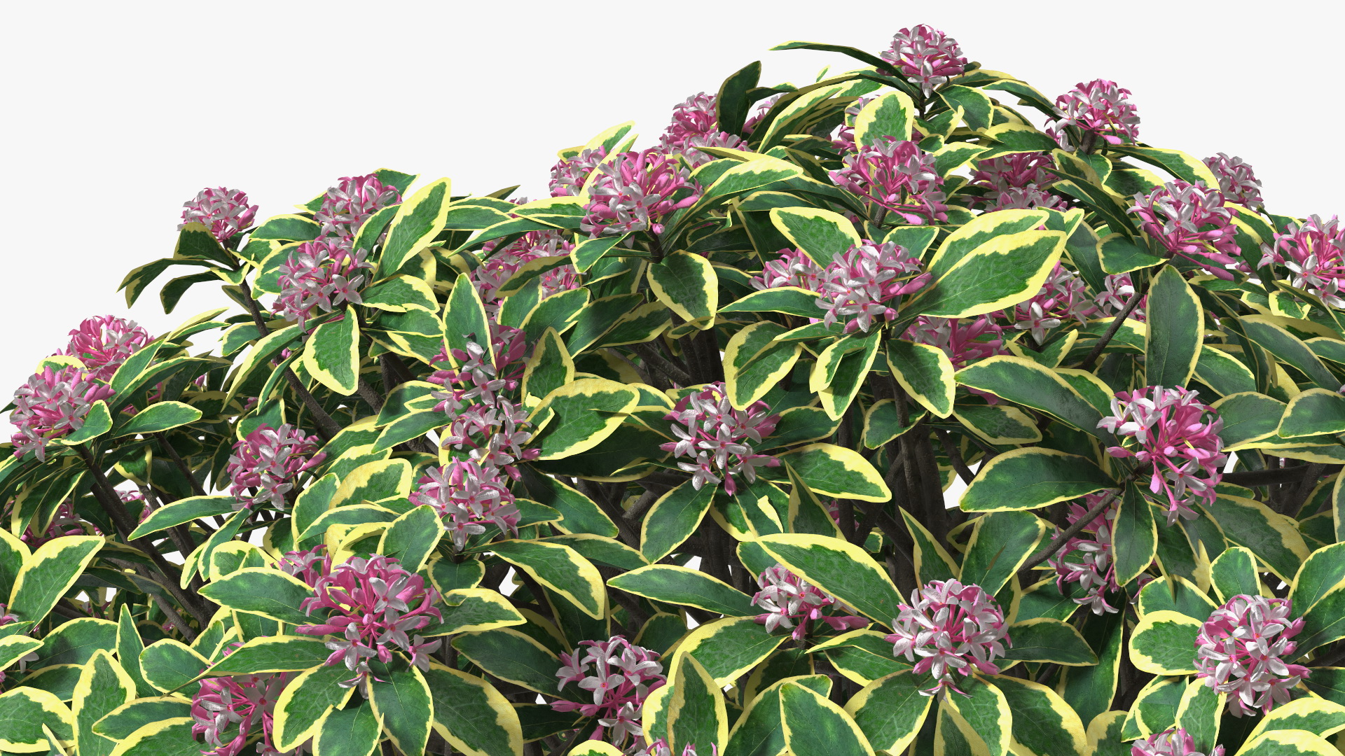 3D model Daphne Odora with Pink Flowers